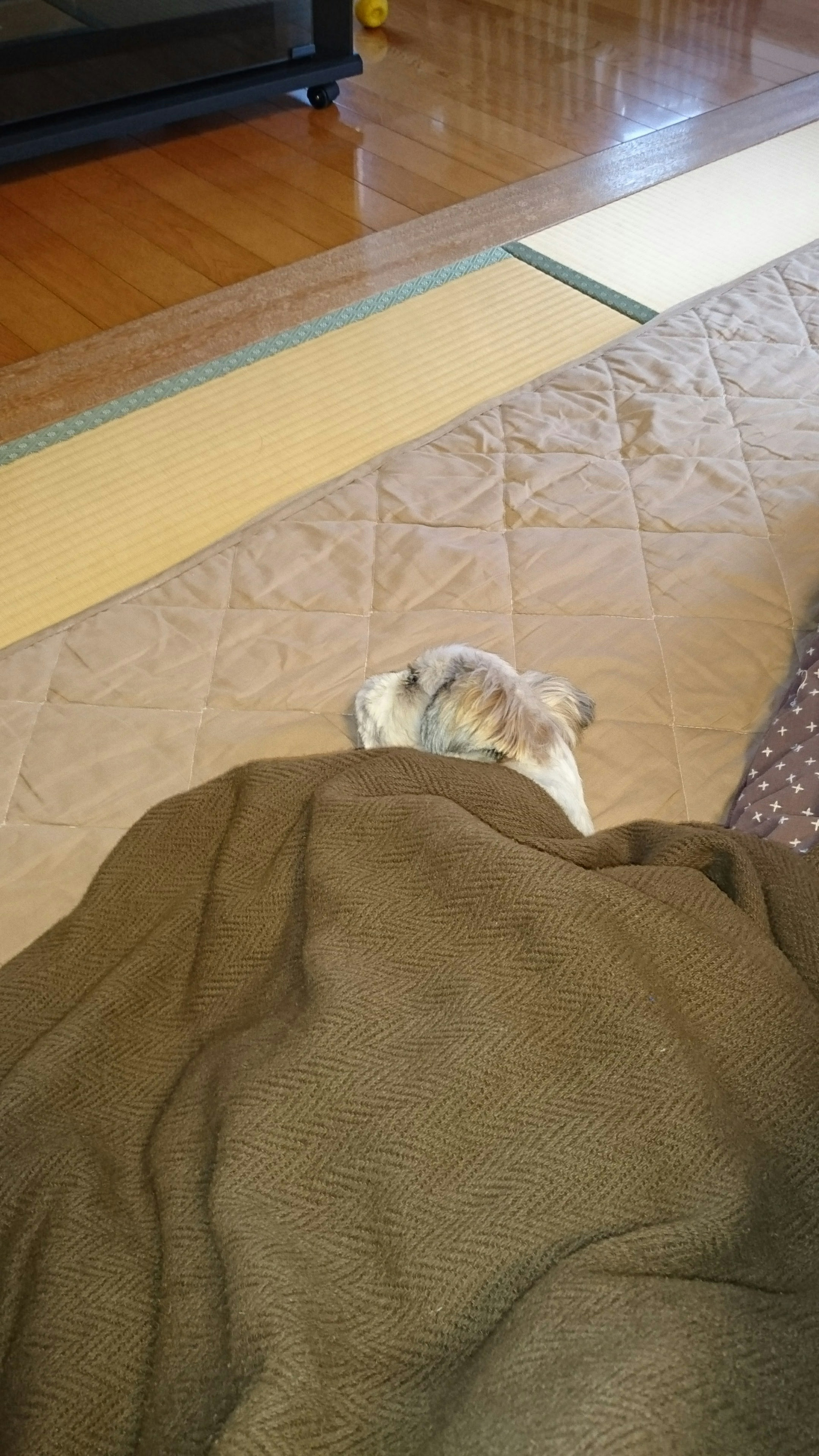 A dog's head peeking out from under a blanket in a cozy indoor setting