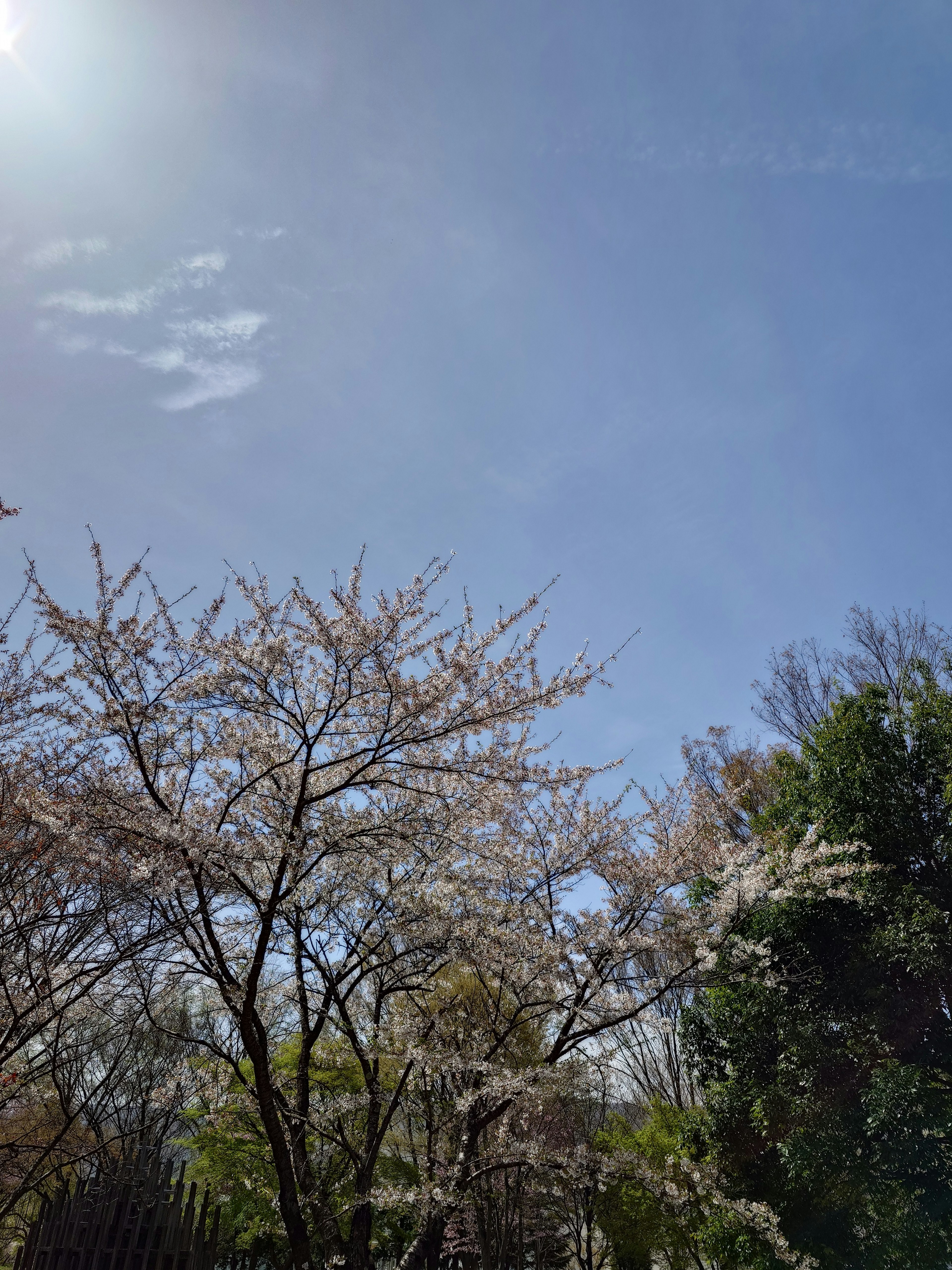 Kirschblüten blühen unter einem klaren blauen Himmel