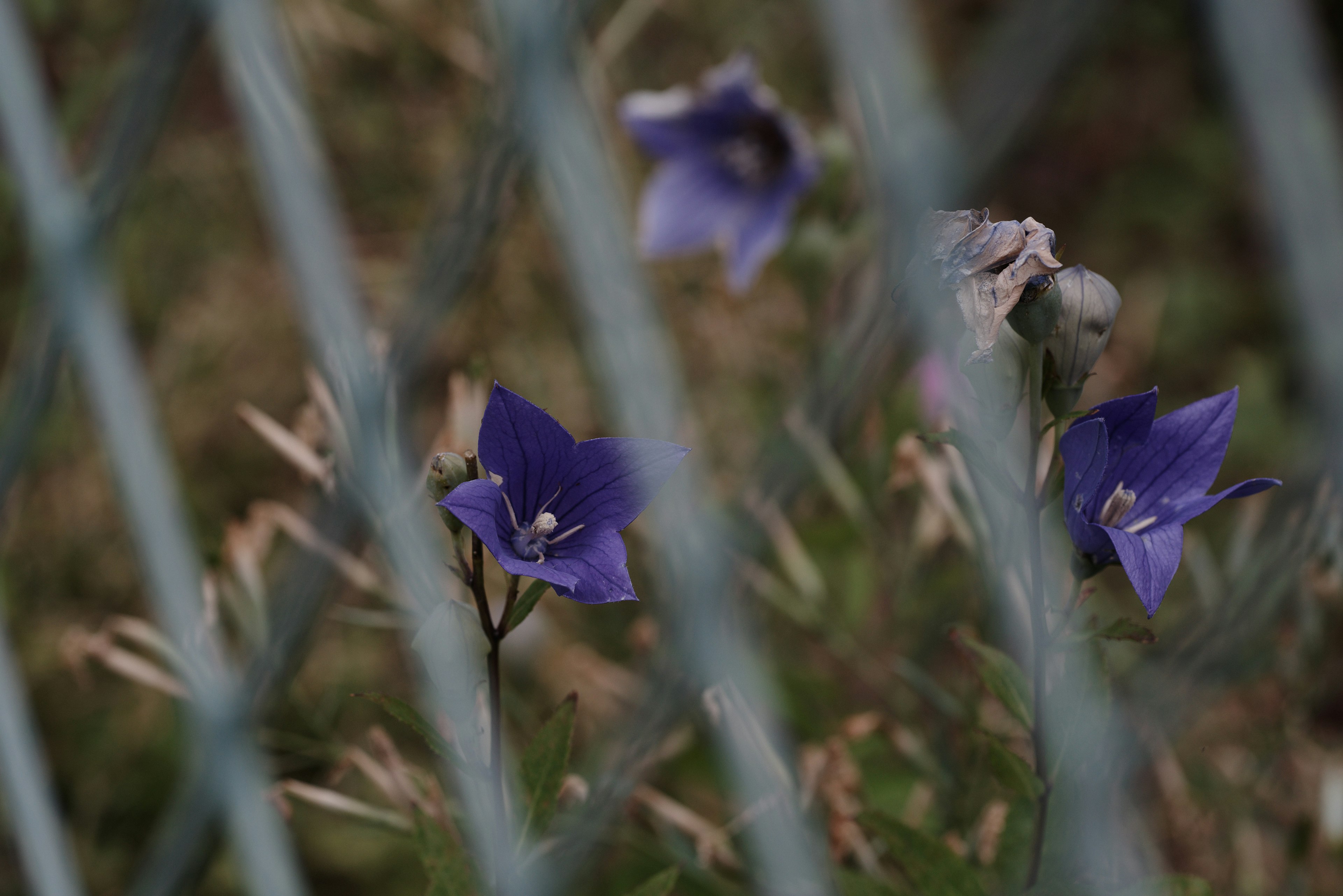 フェンス越しに見える紫色の花と草の風景