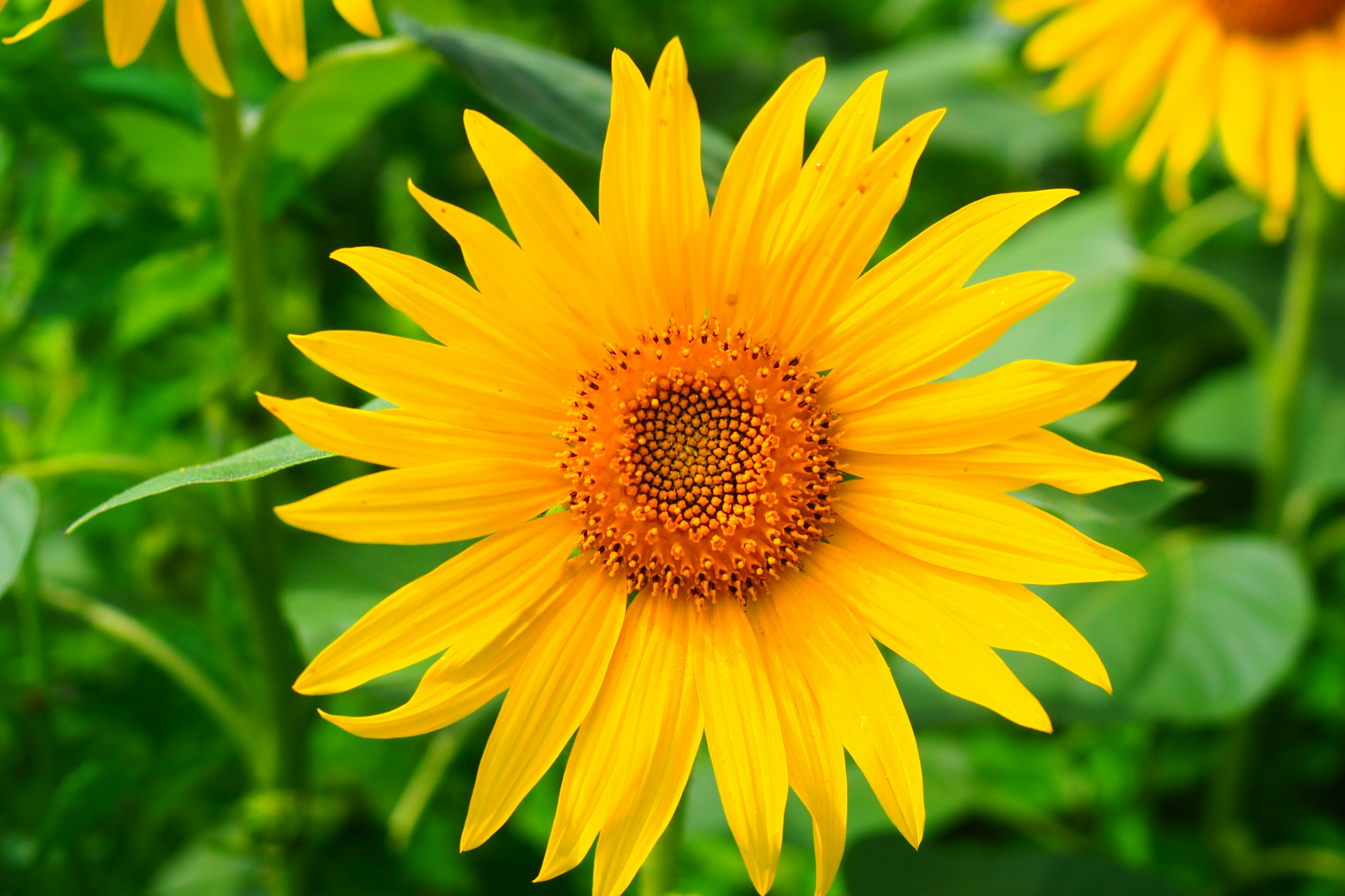 Un tournesol jaune vif en pleine floraison entouré de feuilles vertes