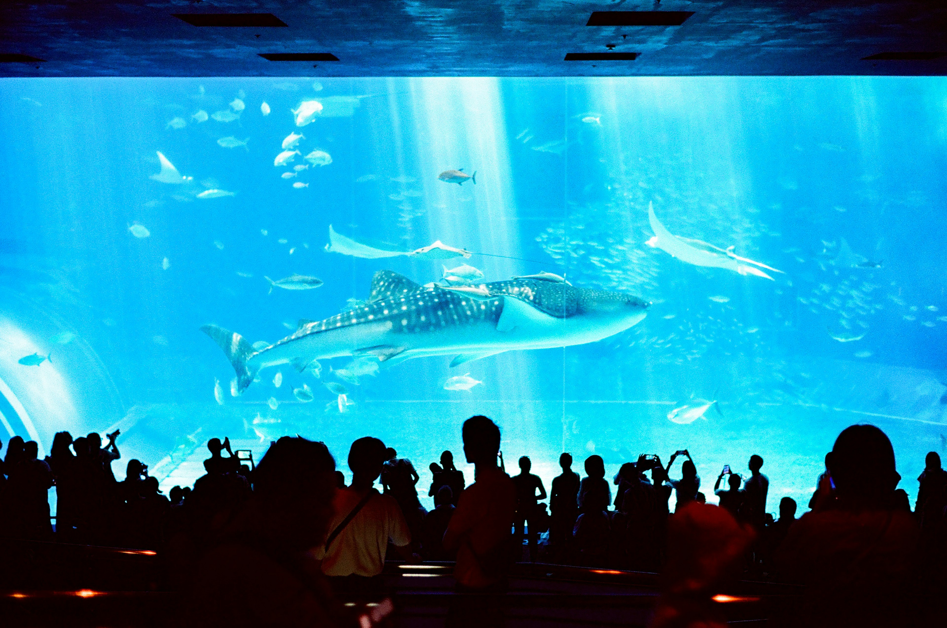 Visiteurs observant un grand aquarium avec un requin baleine et d'autres poissons nageant