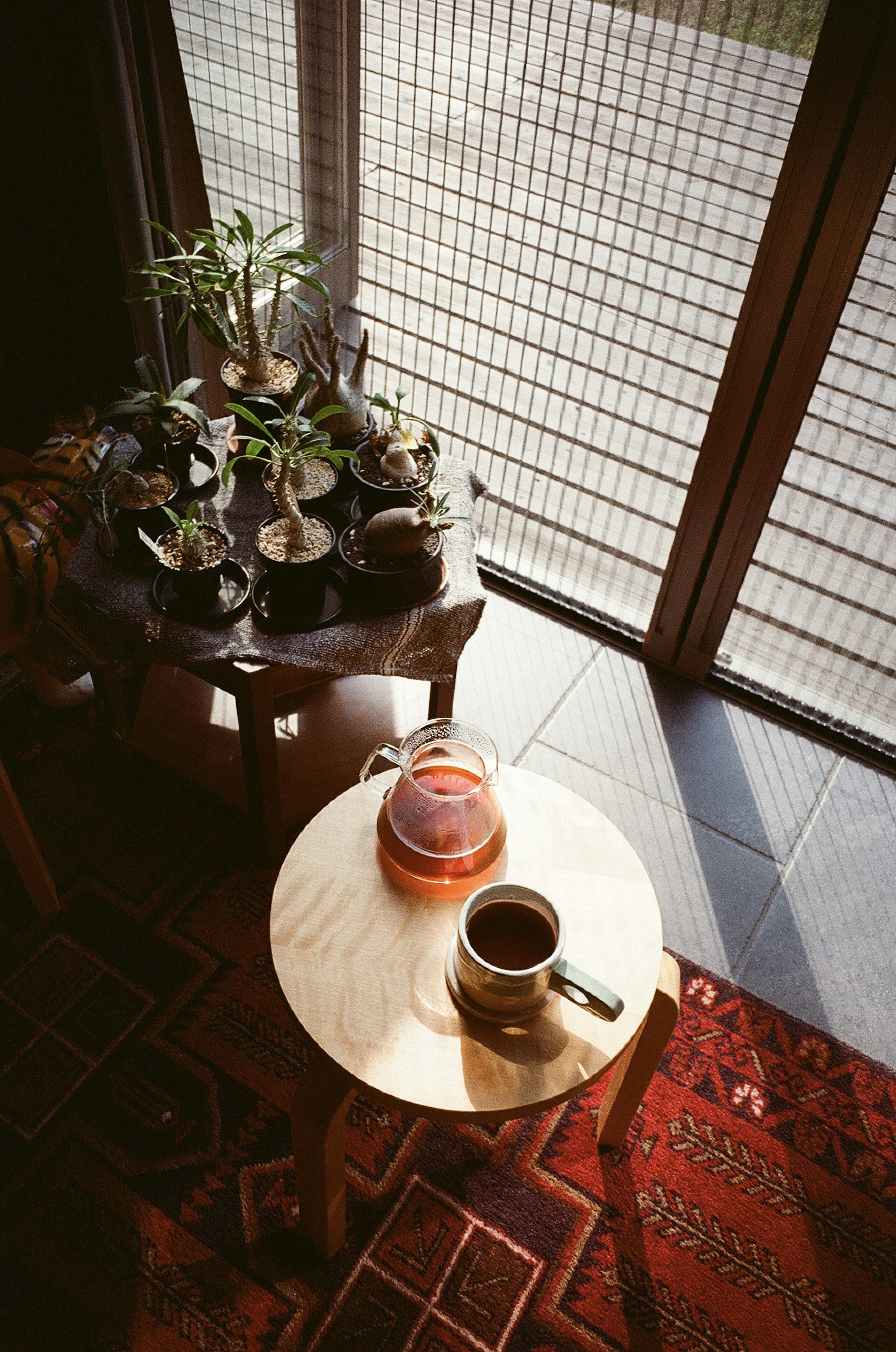 Coffee cup and teapot on a table with indoor plants and sunlight casting shadows