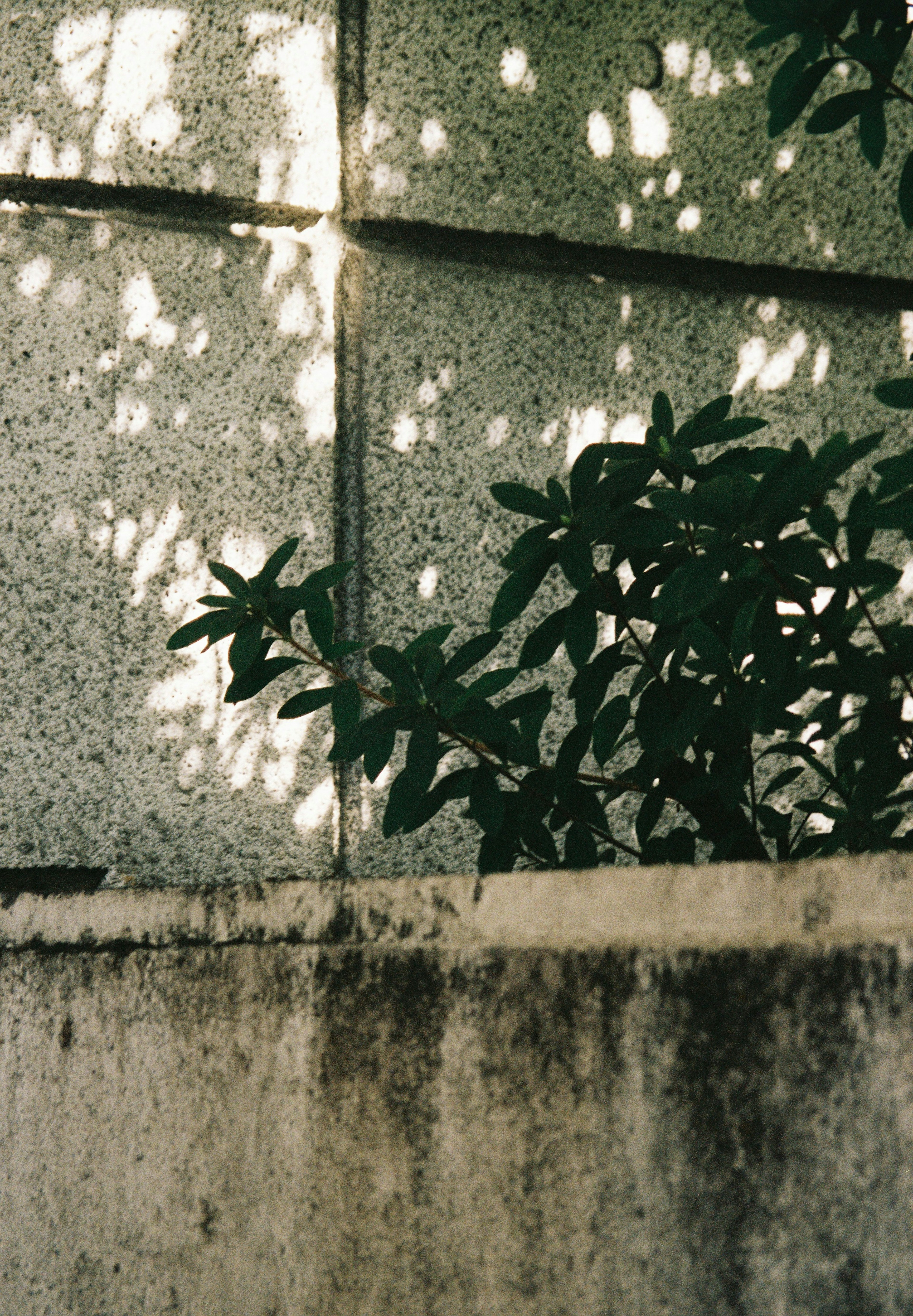 Shadows on a concrete wall with green leaves