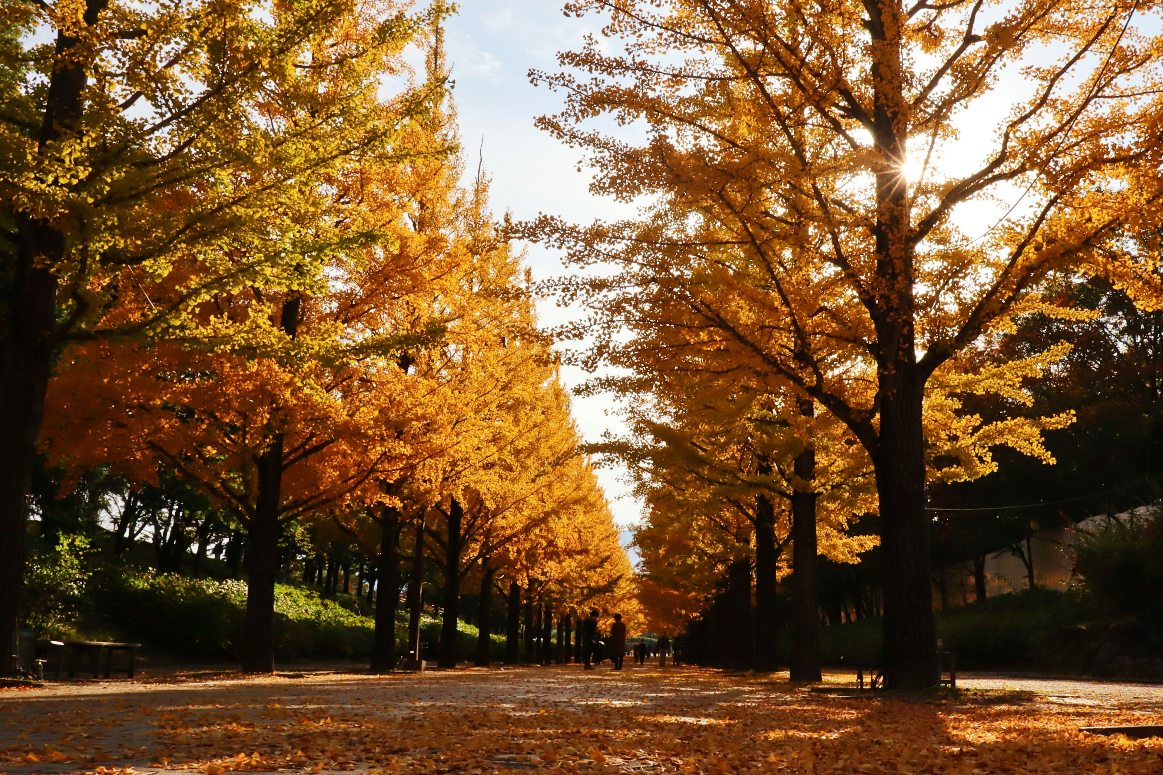 Malerscher Blick auf Ginkgobäume mit Herbstlaub