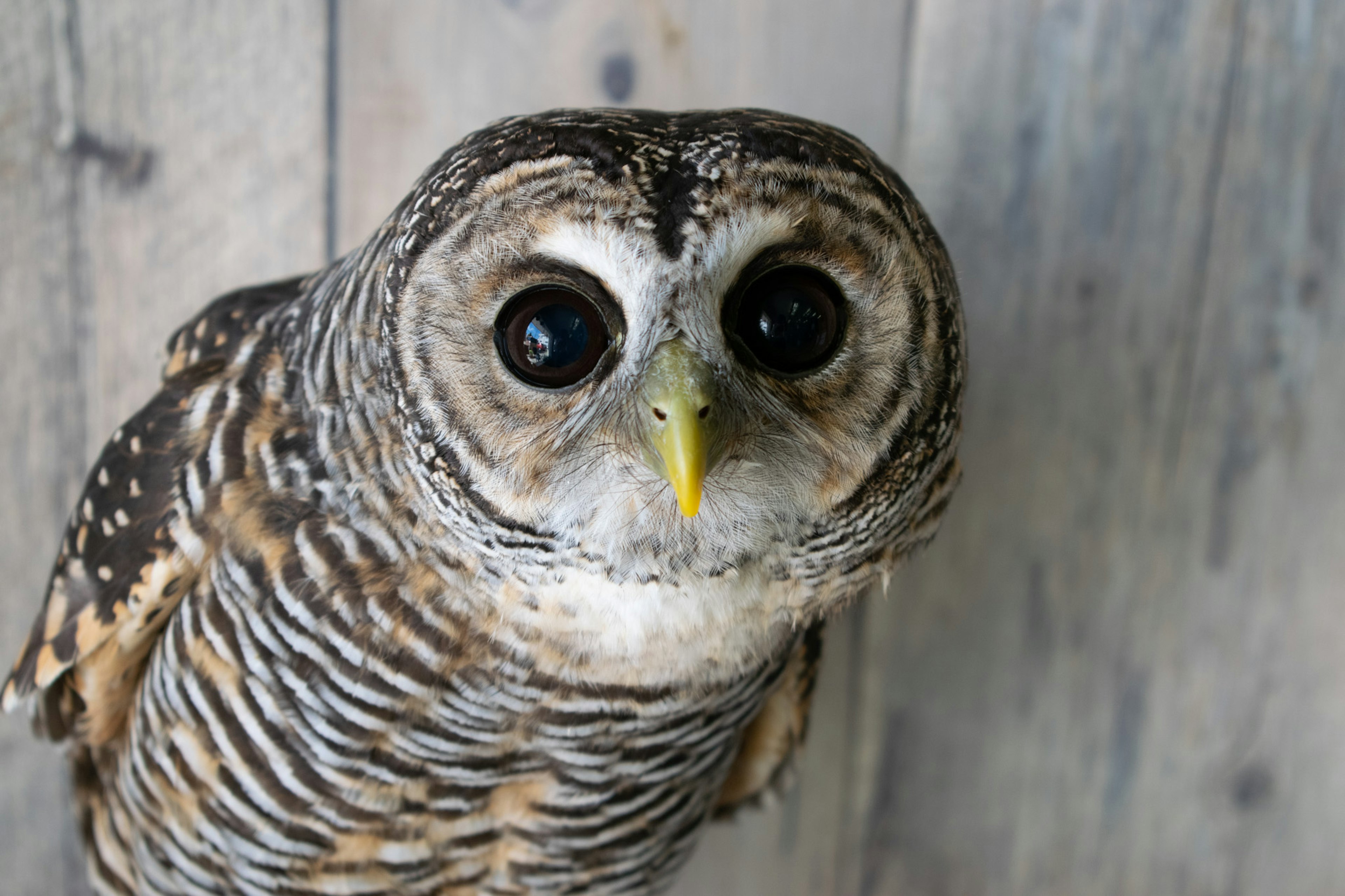 Nahaufnahme einer Eule mit leuchtenden Augen und einem gelben Schnabel vor einem Holz-Hintergrund