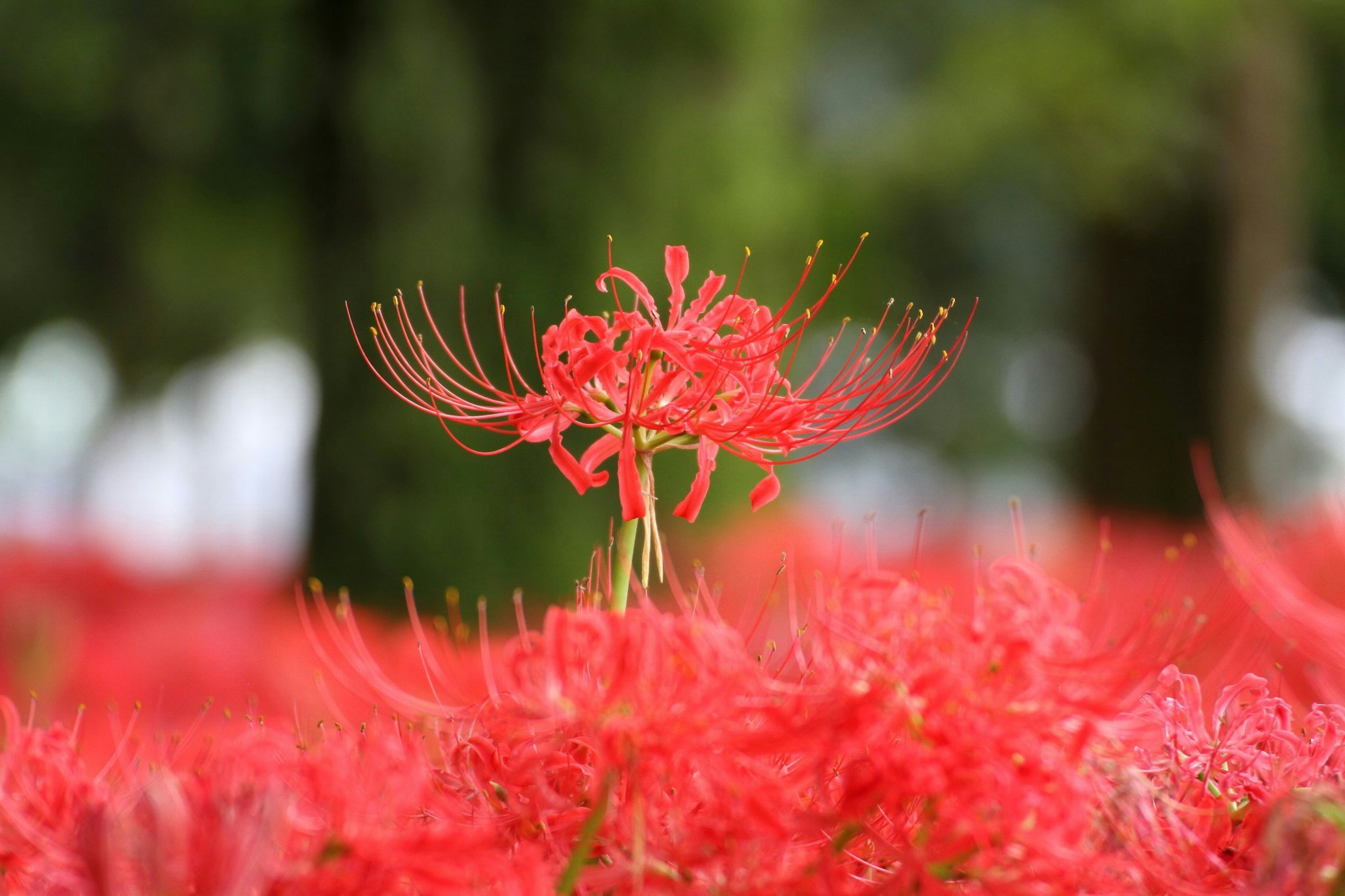 在盛开的红花田中，一朵醒目的红花