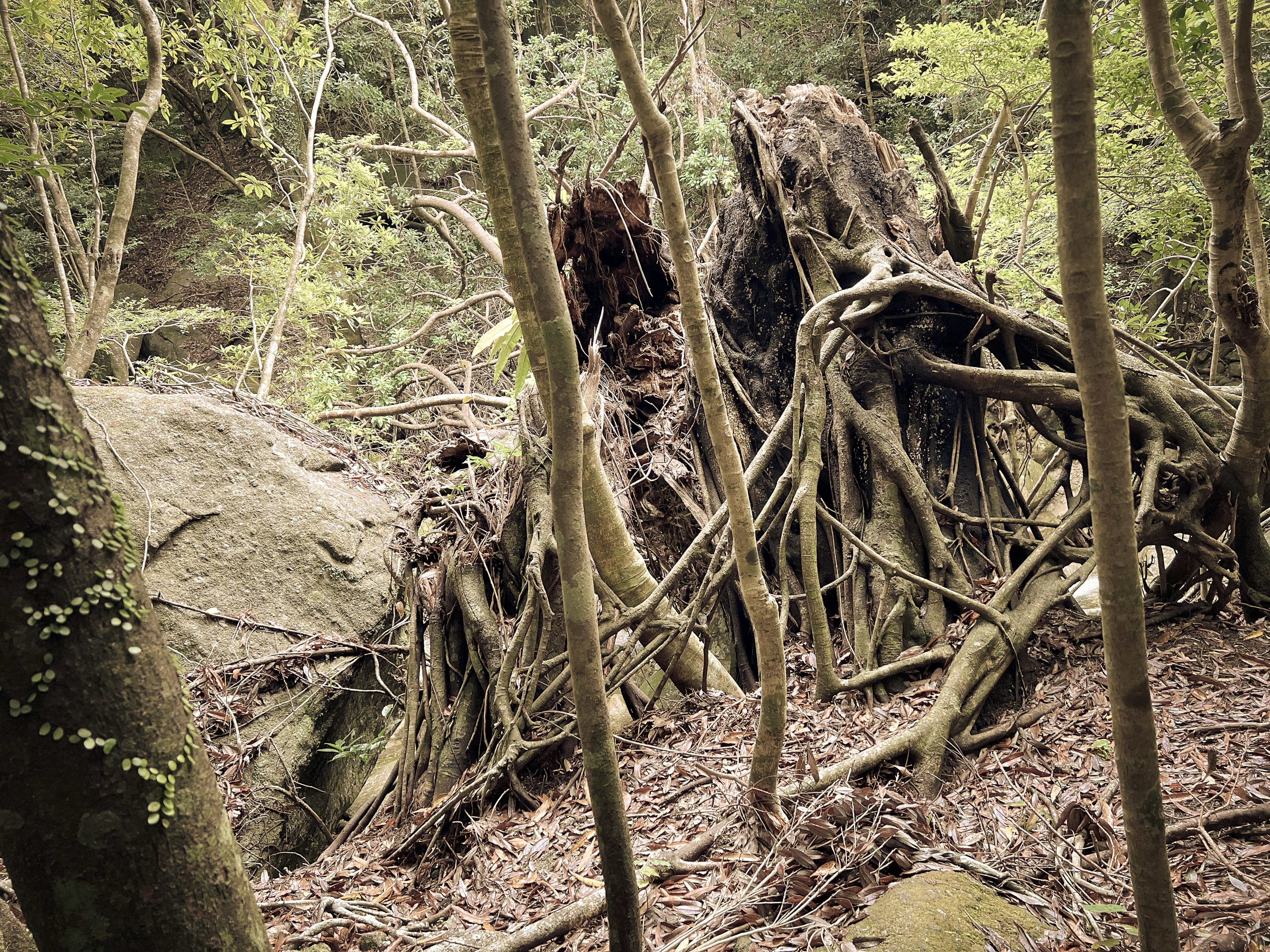 A landscape of intertwined tree roots and rocks in a forest