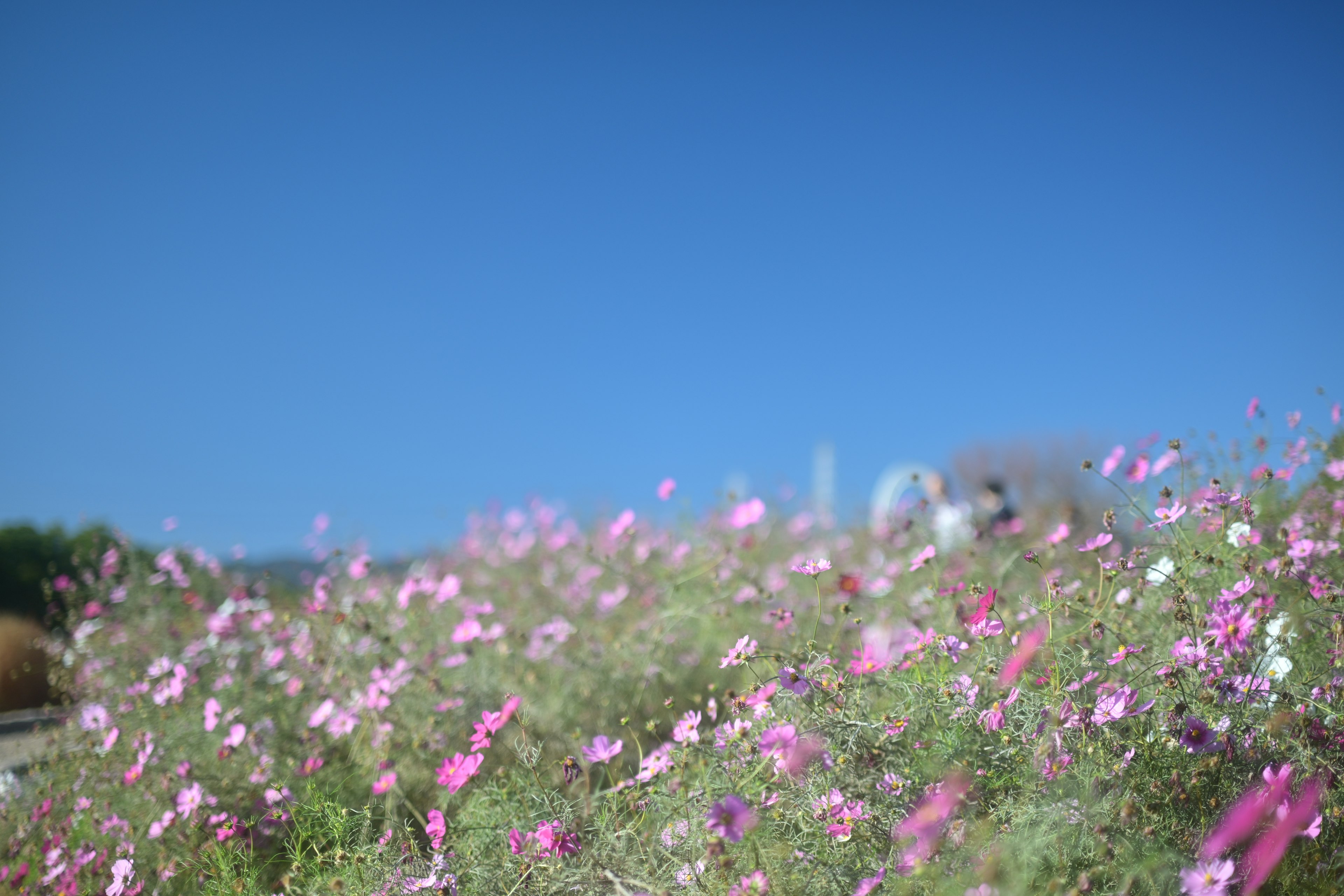 Un paysage avec des fleurs colorées sous un ciel bleu