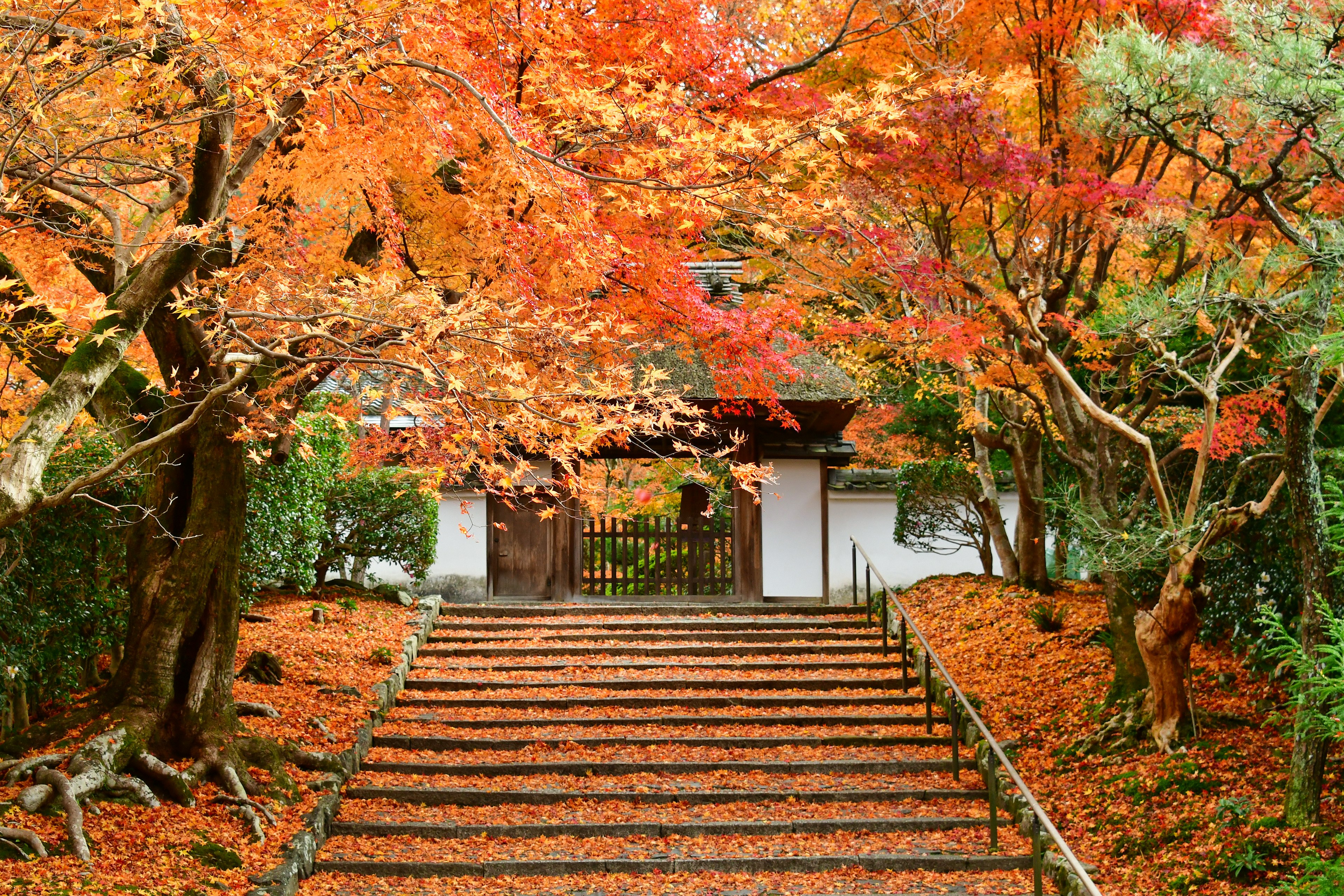 Treppen umgeben von Herbstblättern und einem weißen Gebäude