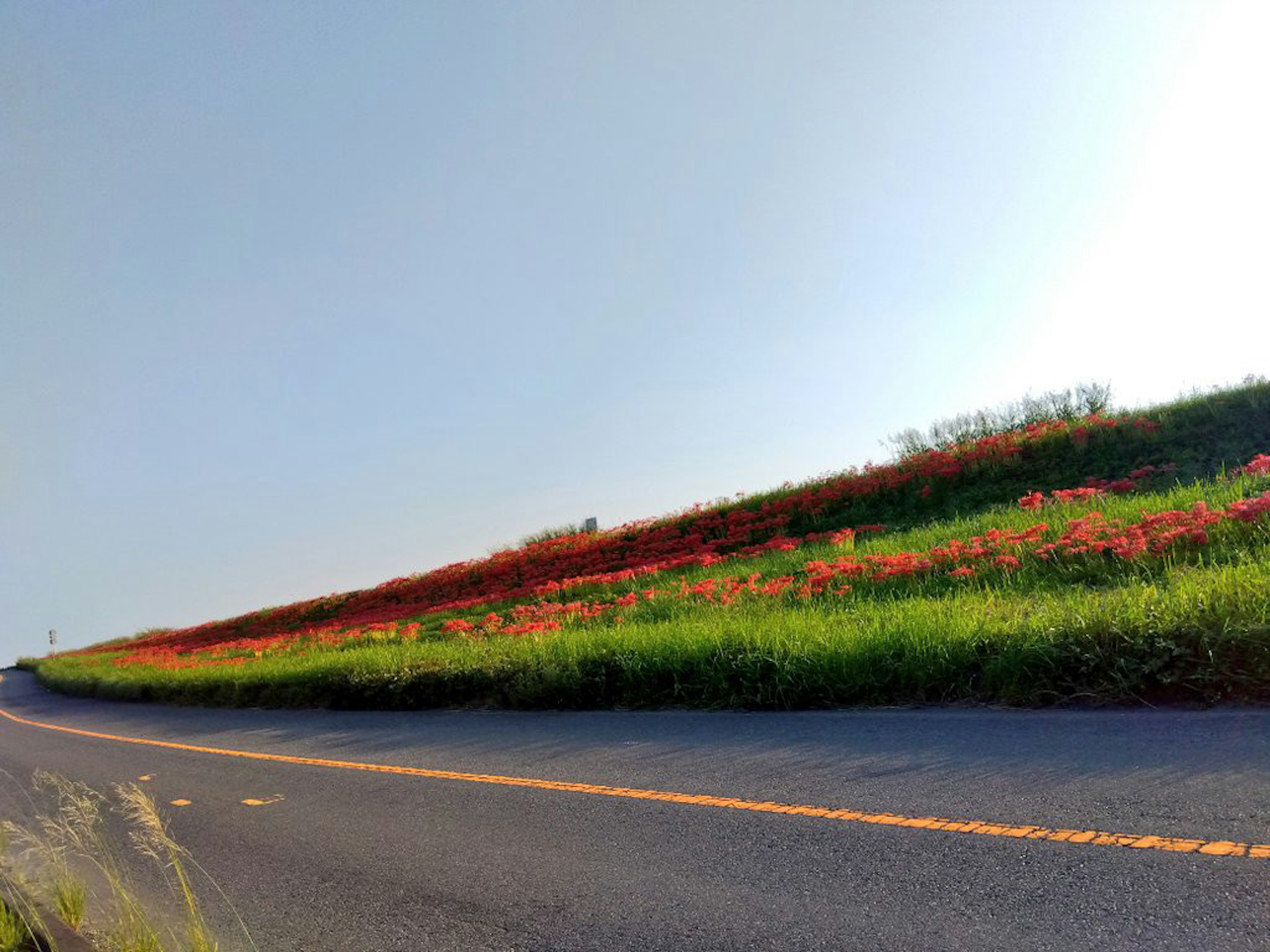 一條彎曲道路旁邊有綠色草坪和盛開紅花的傾斜山丘的風景