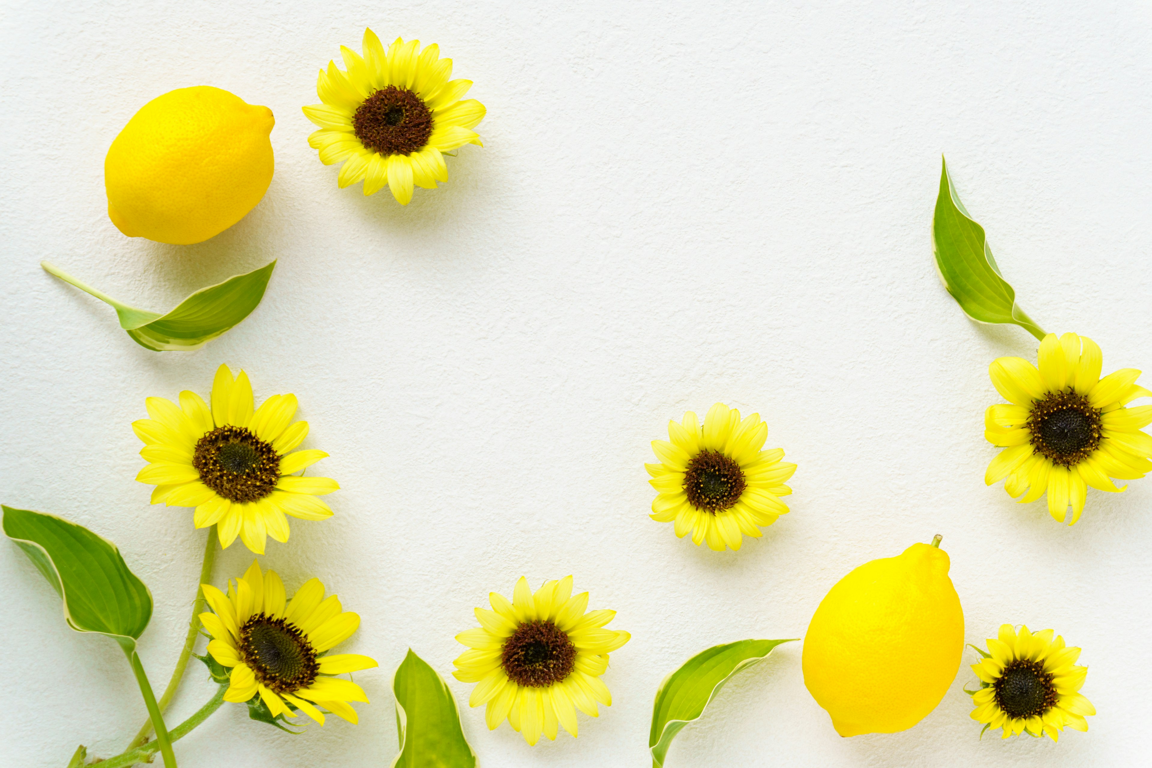 Yellow sunflowers and lemons arranged on a white background