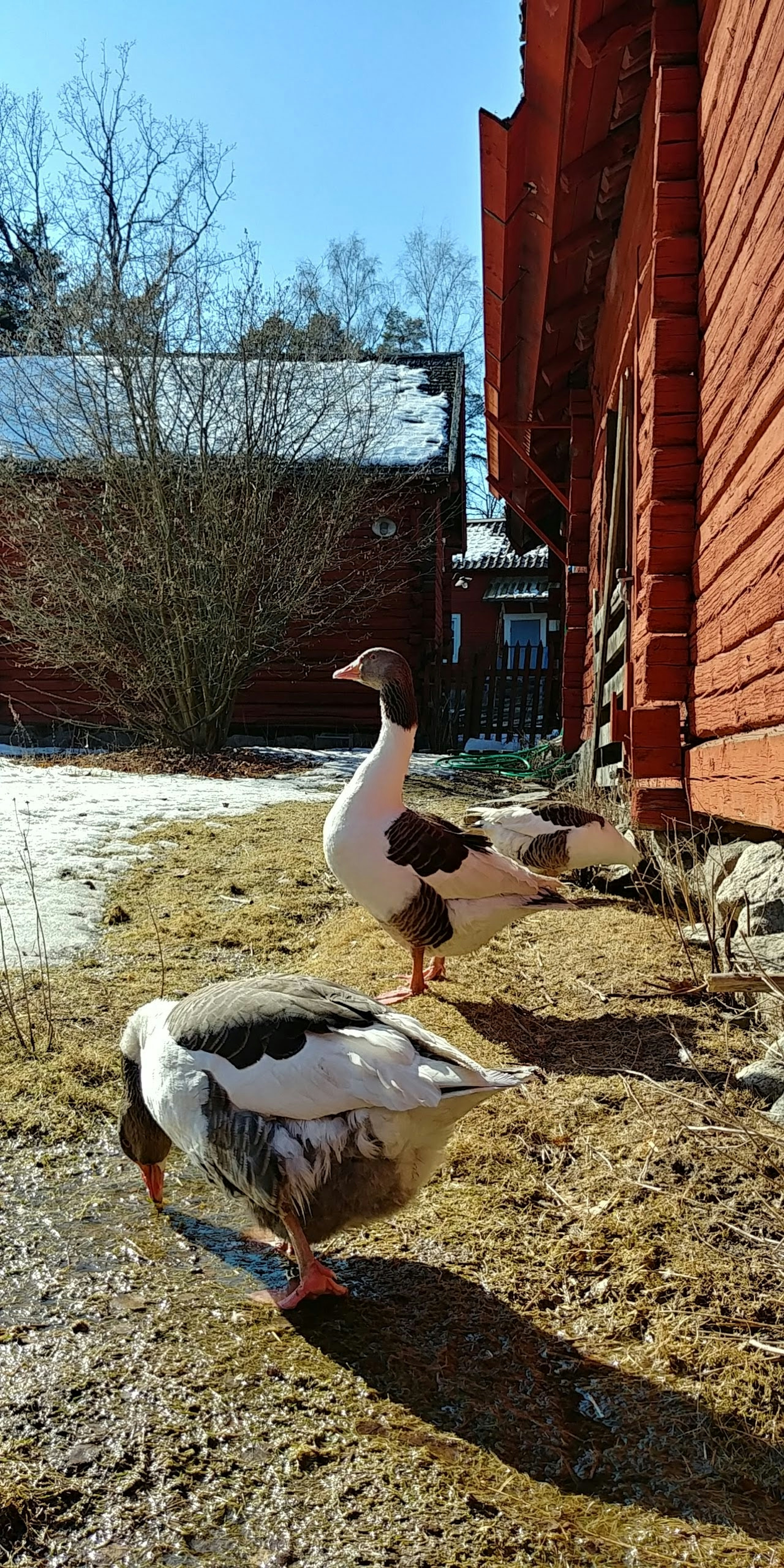 Deux canards marchant devant une maison rouge