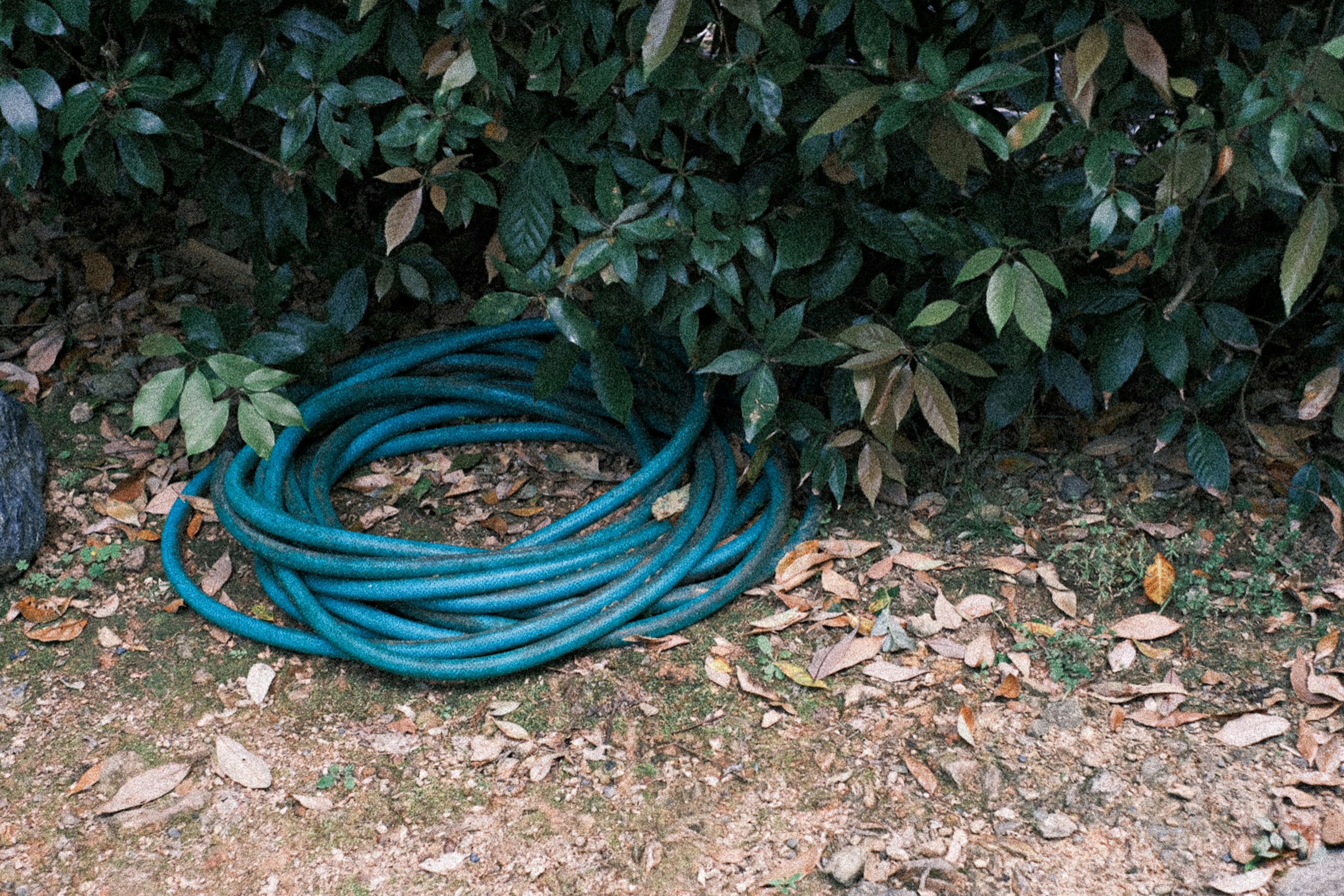 Green garden hose coiled under a bush with fallen leaves