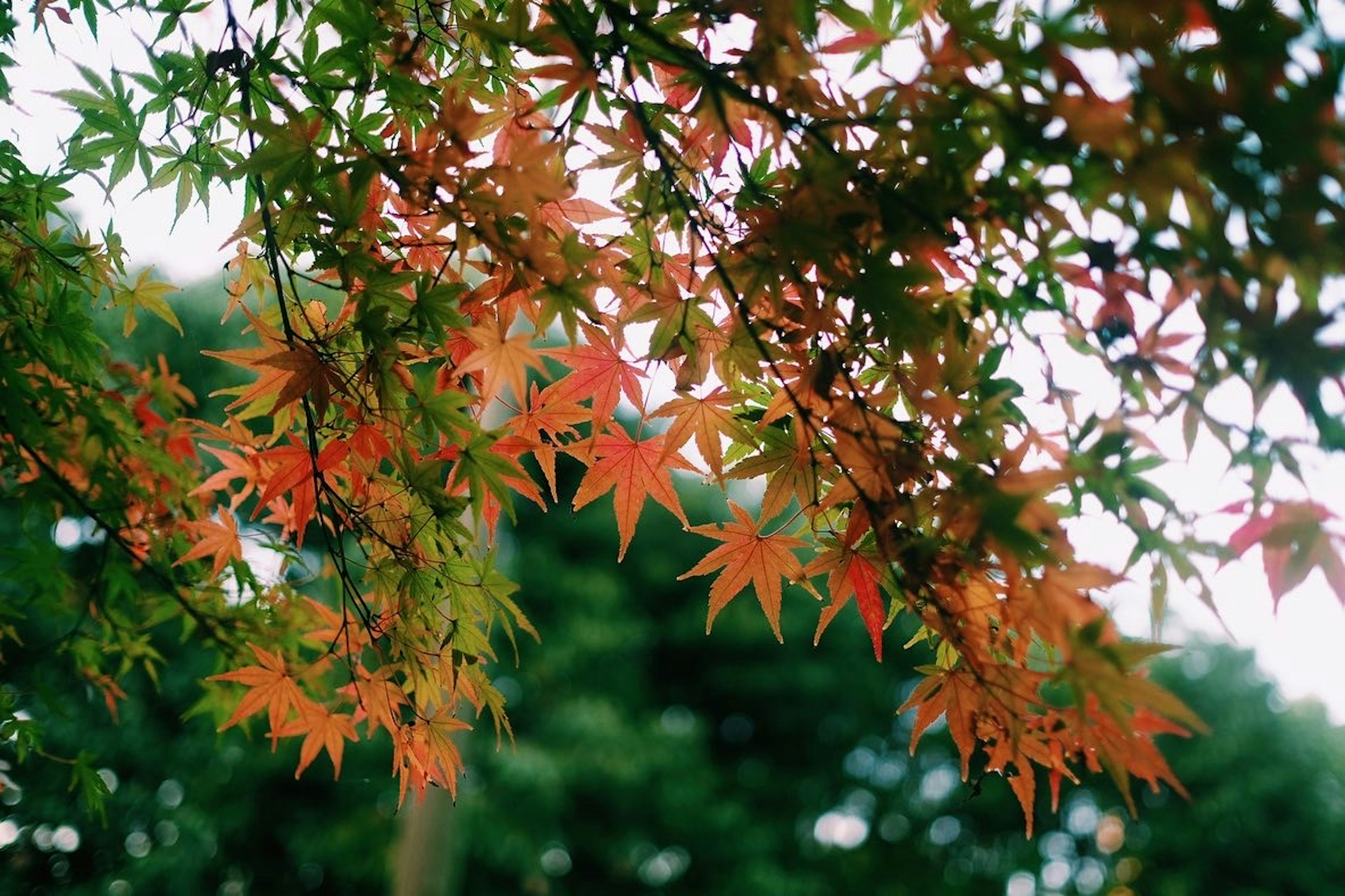 紅葉した楓の葉が青空の下で美しく輝いている