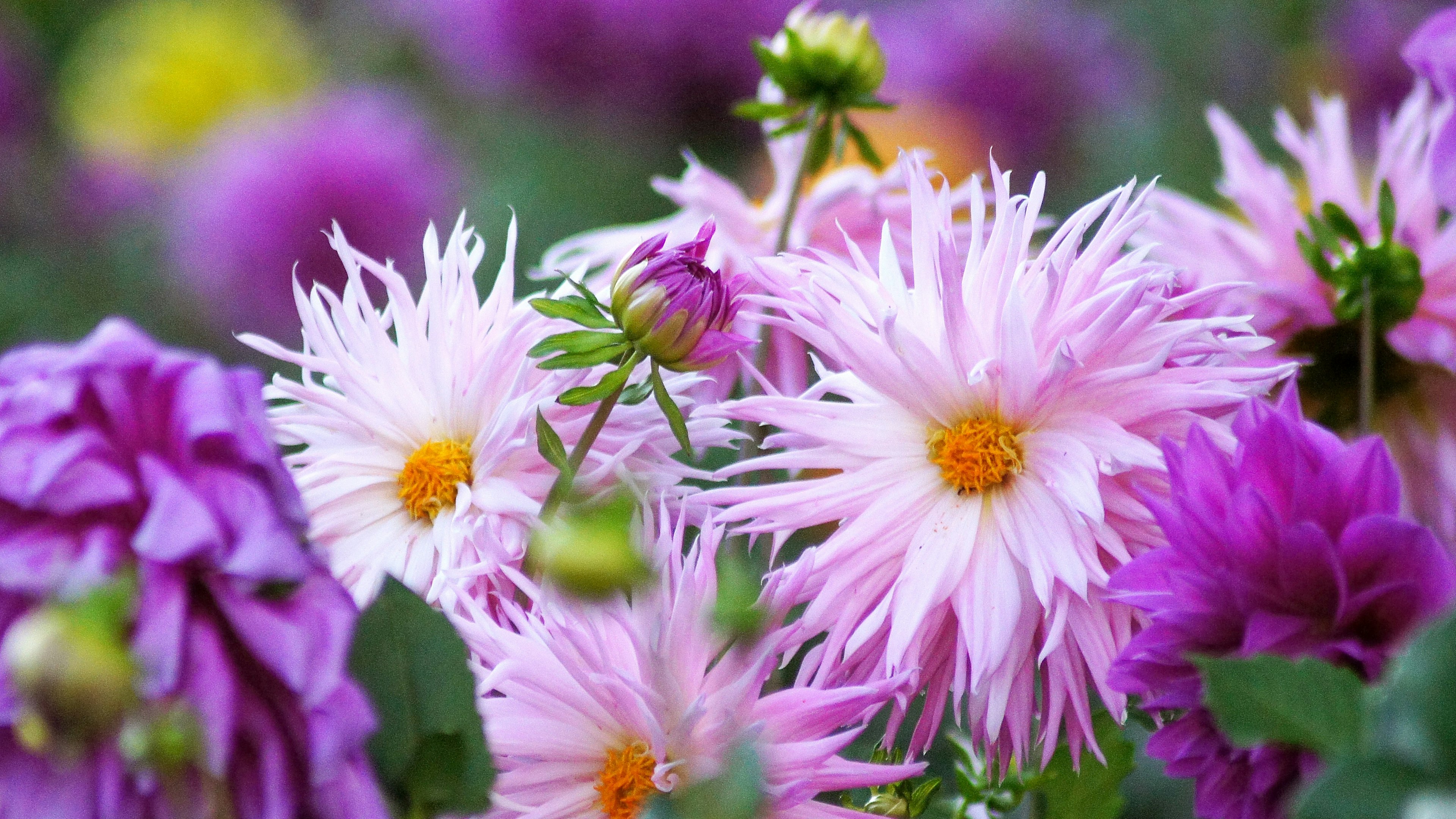 Pemandangan taman yang cerah dengan bunga pink dan ungu yang mekar