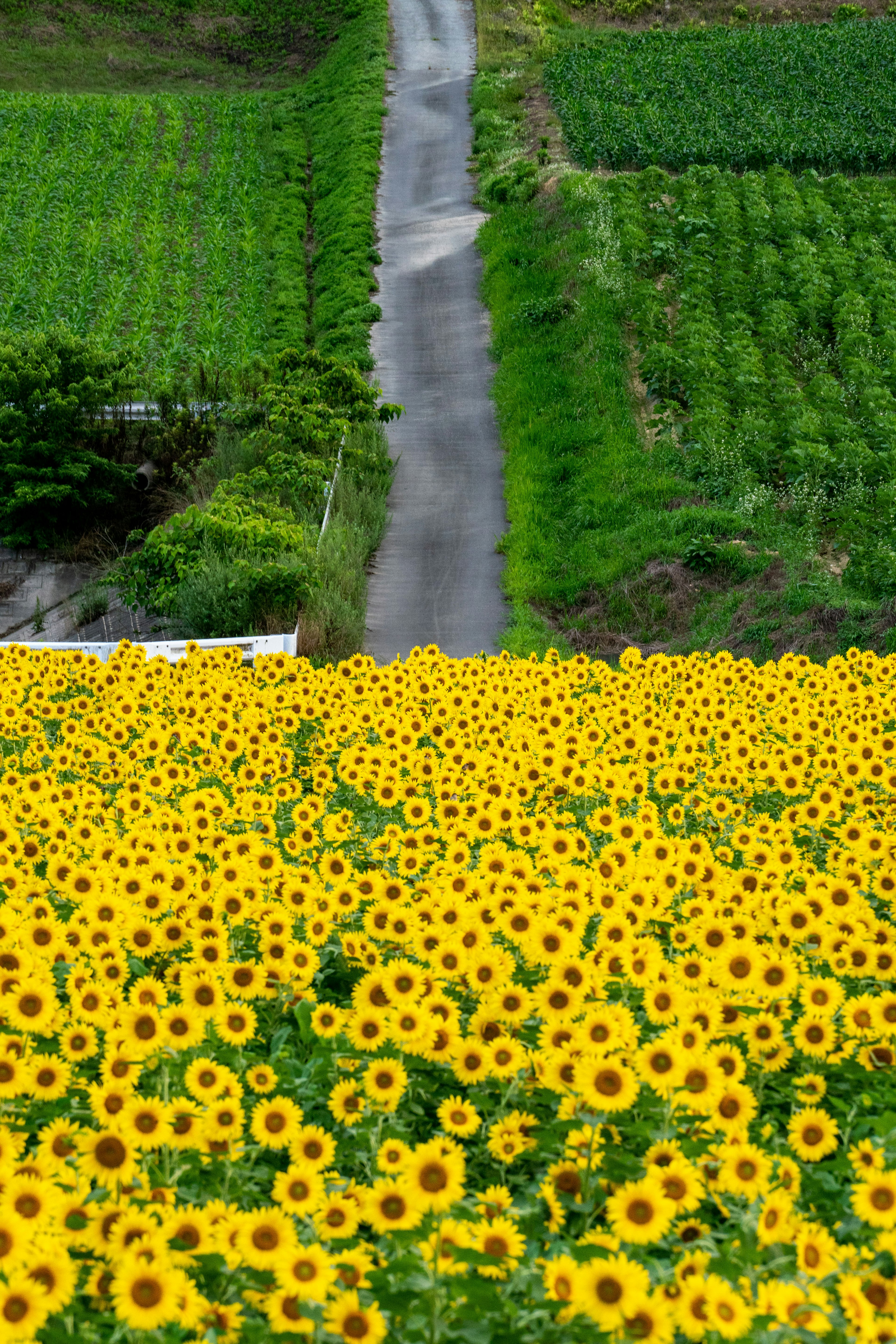 ひまわり畑と緑の畑が広がる風景に沿った小道