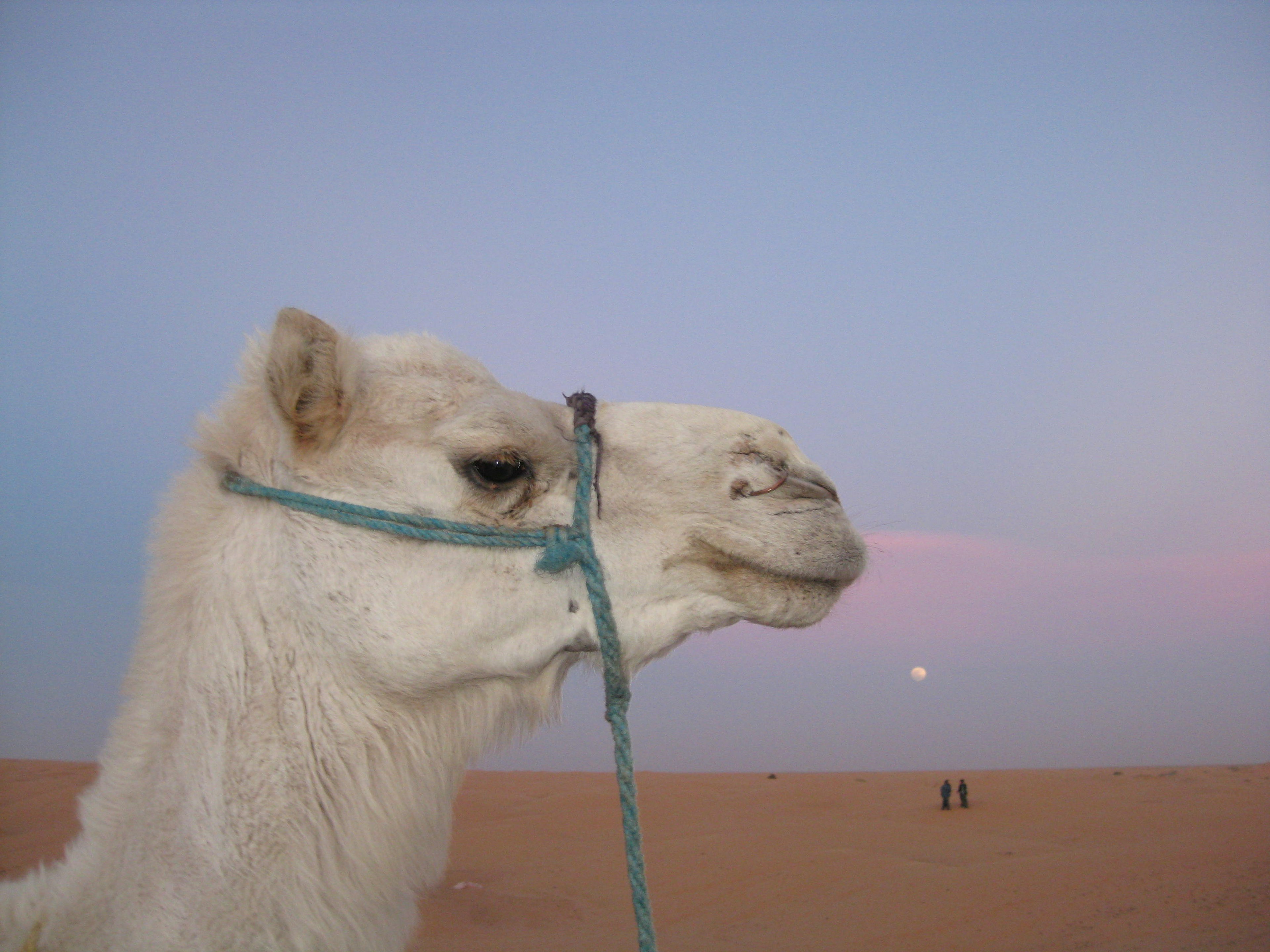 Close-up of a white camel against a pastel sky at dusk in the desert