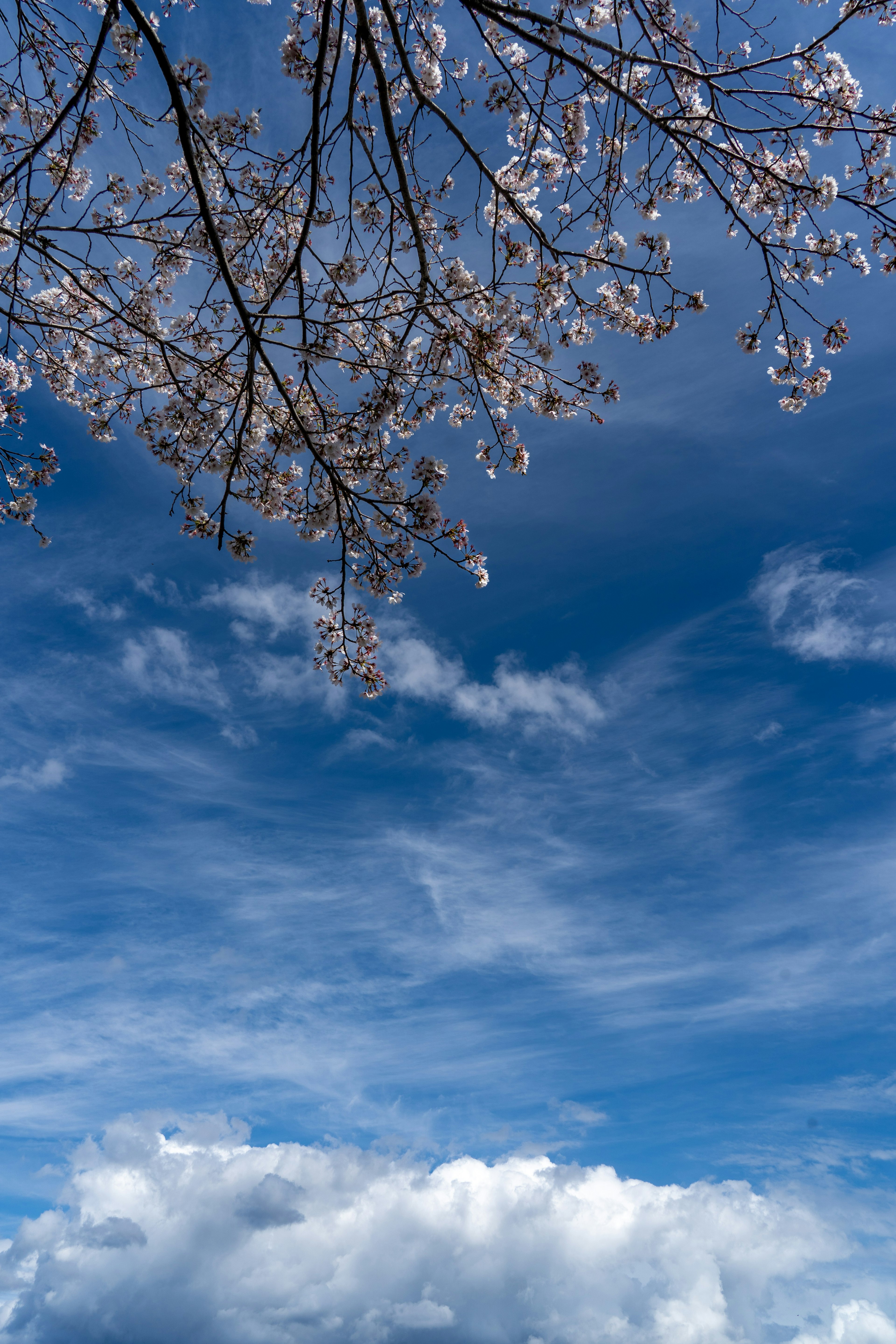 Cabang bunga sakura melawan langit biru cerah dengan awan putih berbulu