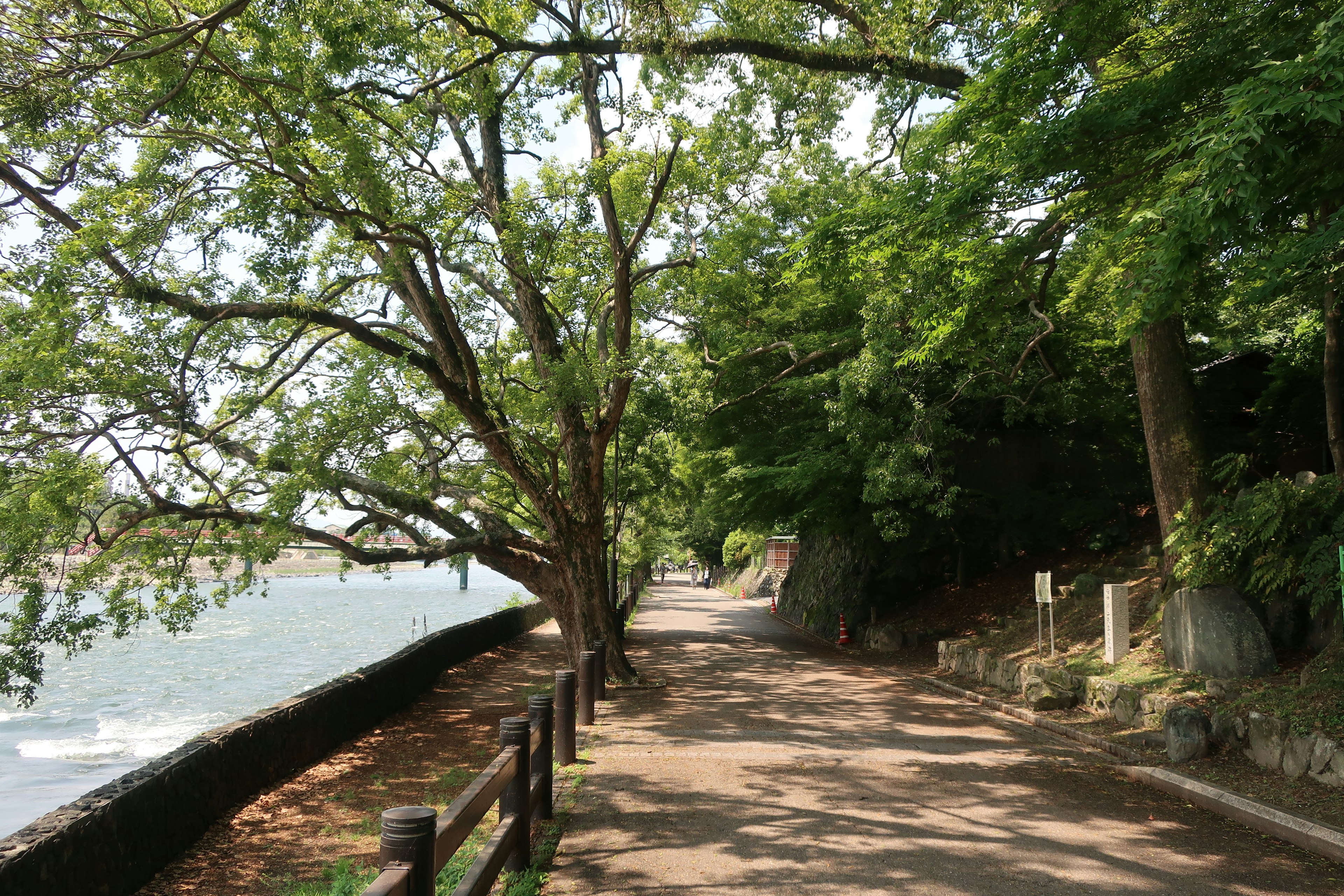 Camino tranquilo junto al río con árboles verdes exuberantes