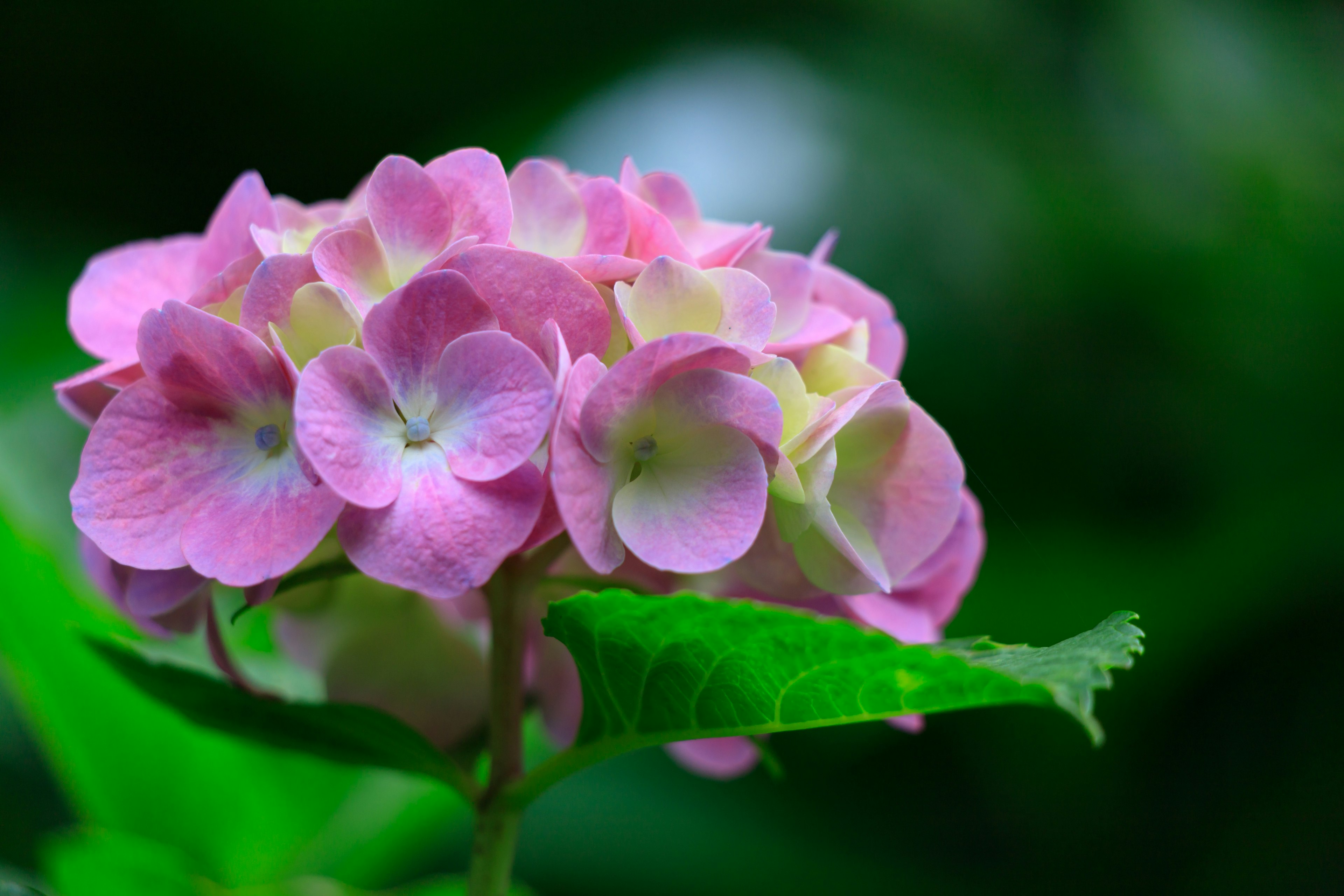 Close-up of a beautiful pink hydrangea flower surrounded by green leaves