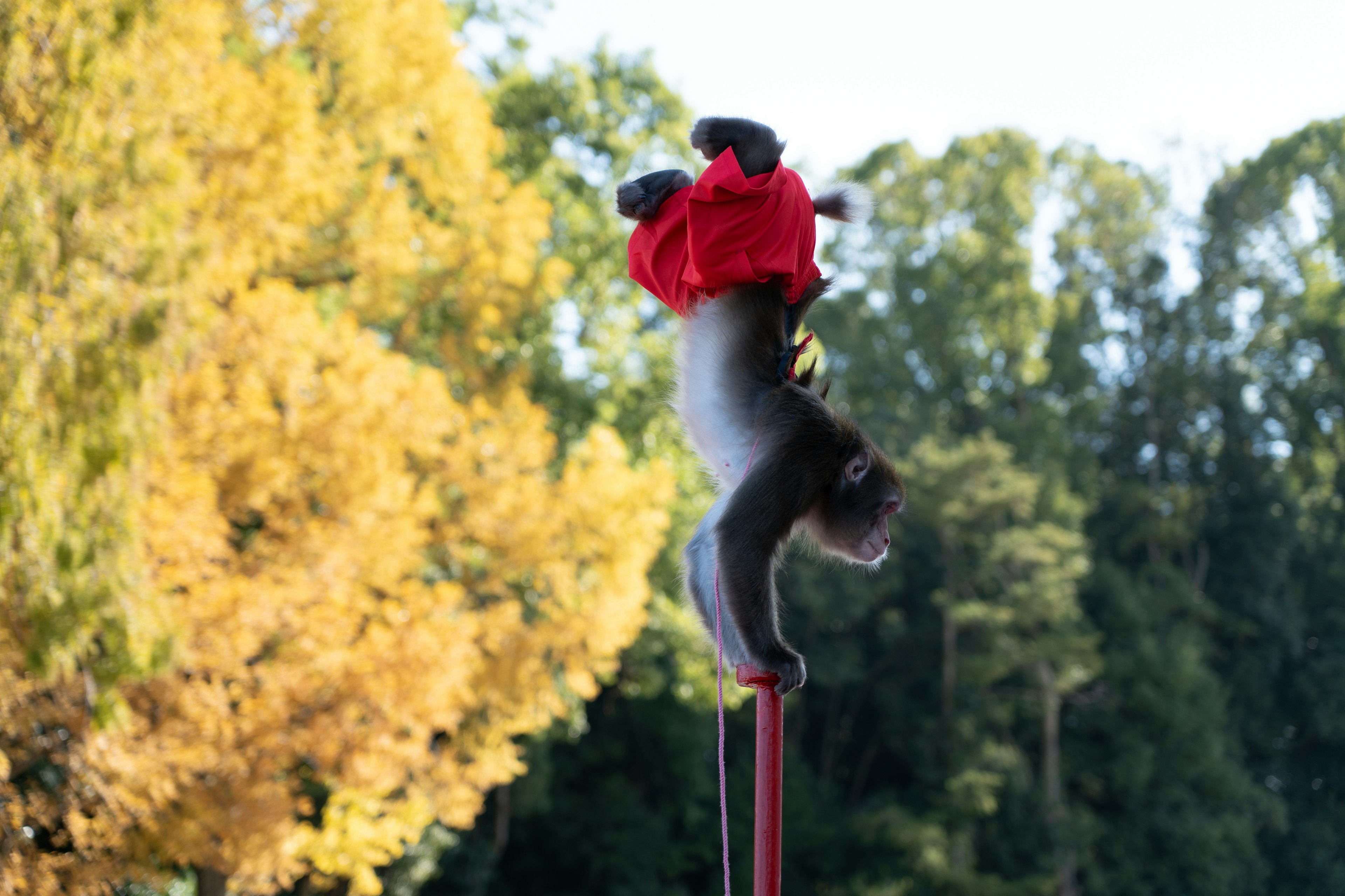 Una scimmia in un vestito rosso appesa a un ramo in un ambiente autunnale