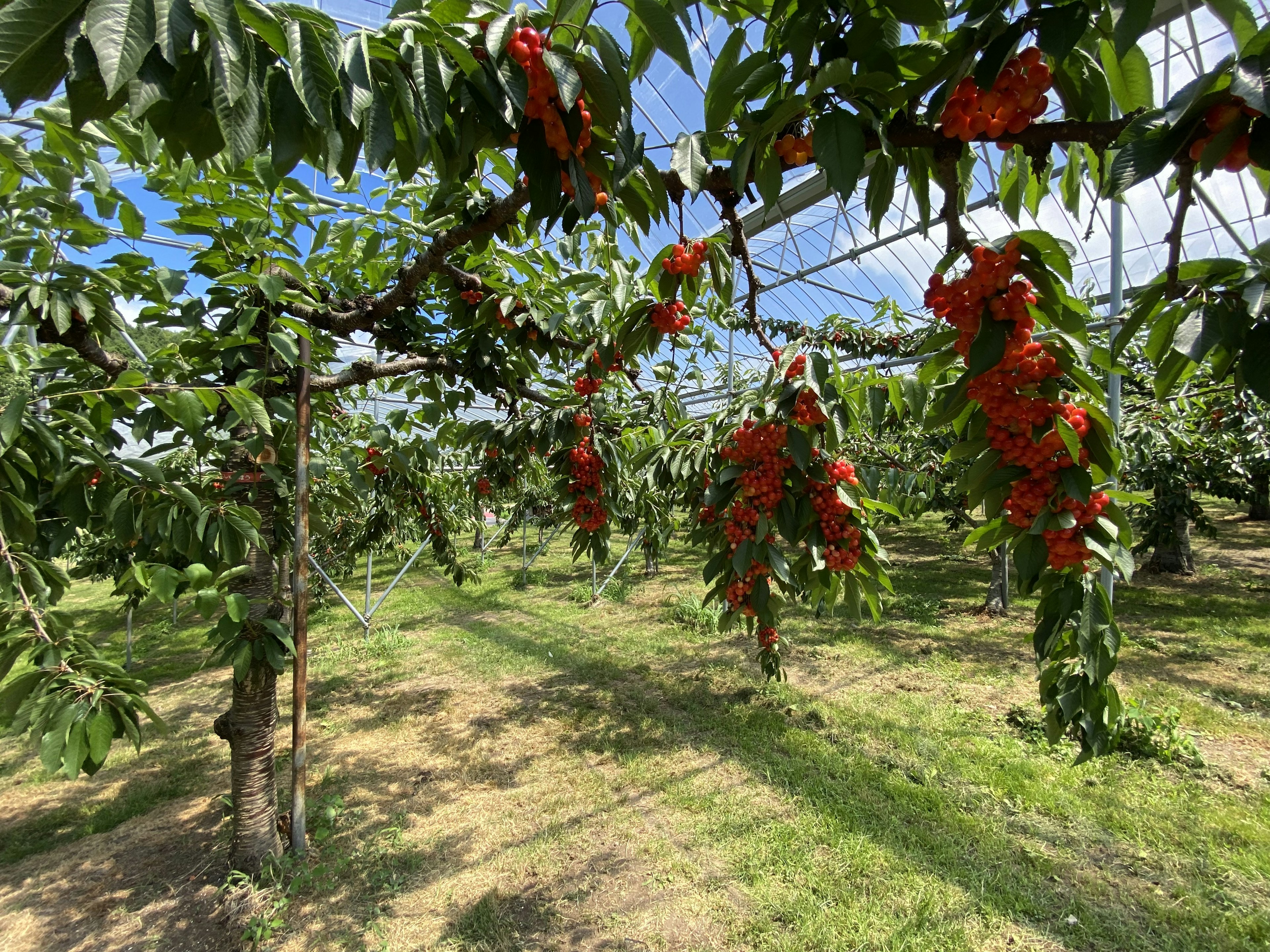 Paisaje de árboles frutales con frutos rojos en un huerto