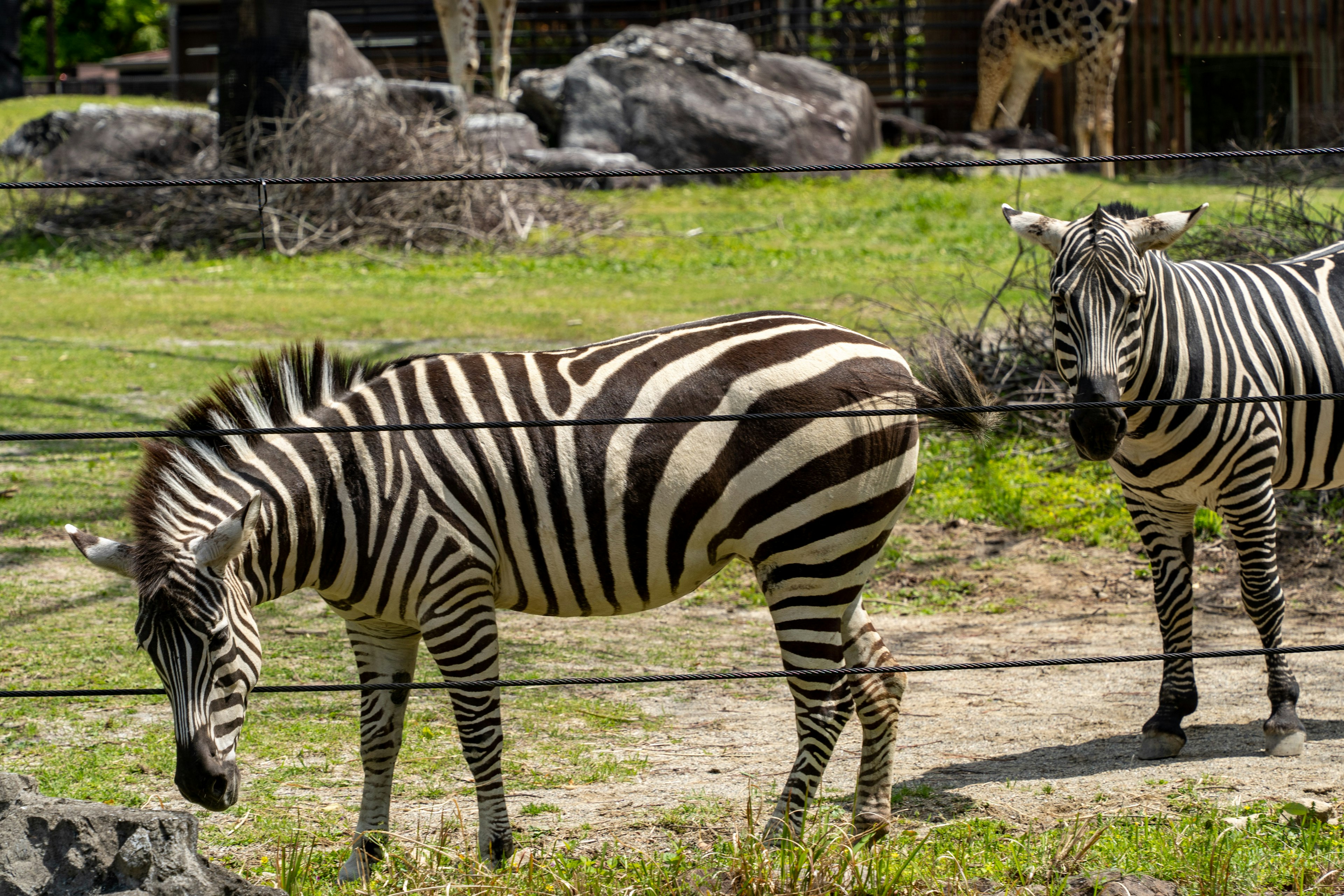 Zebras grazing on a grassy field with rocks in the background