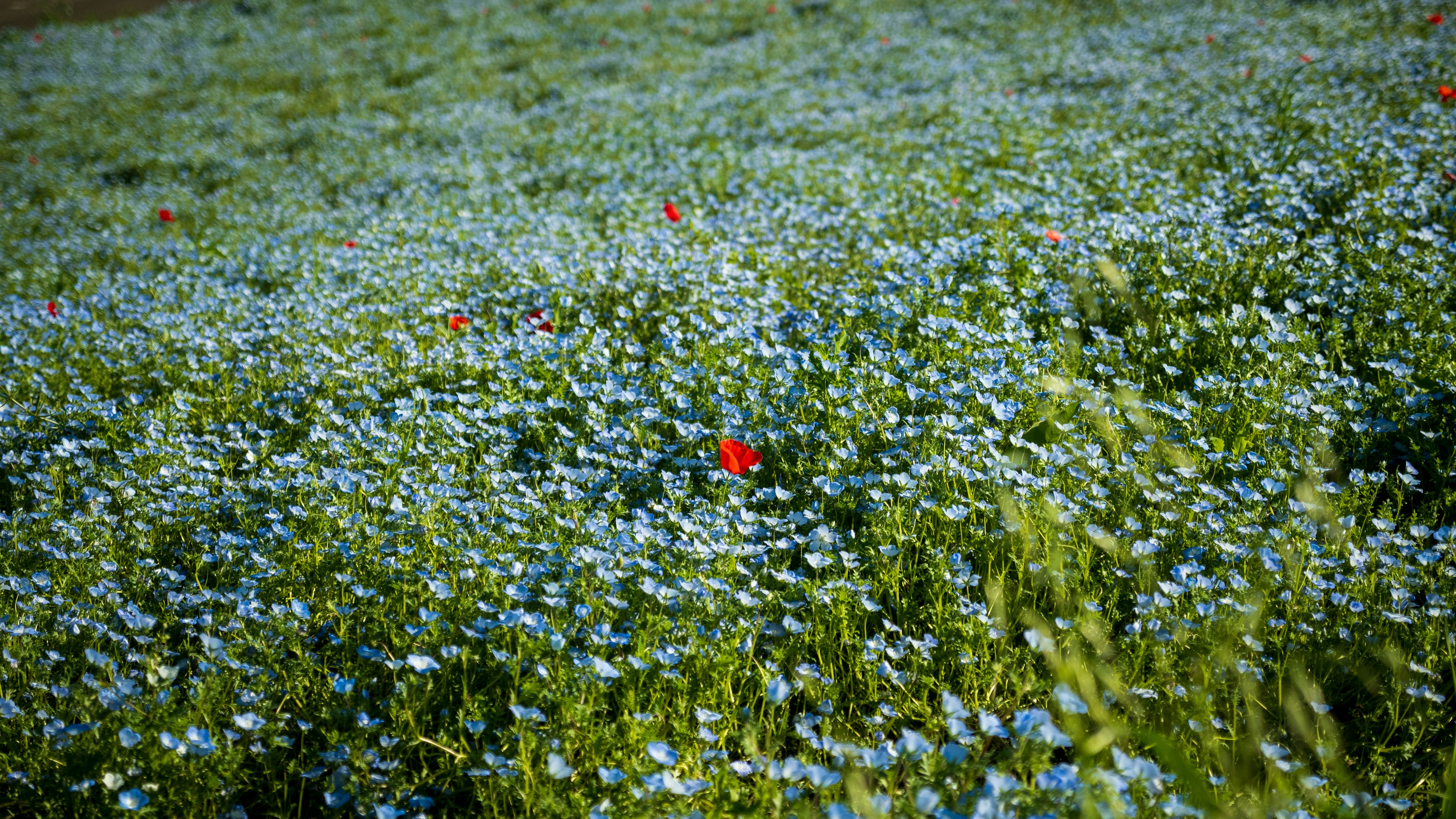 Prairie vaste remplie de fleurs bleues et de quelques fleurs rouges