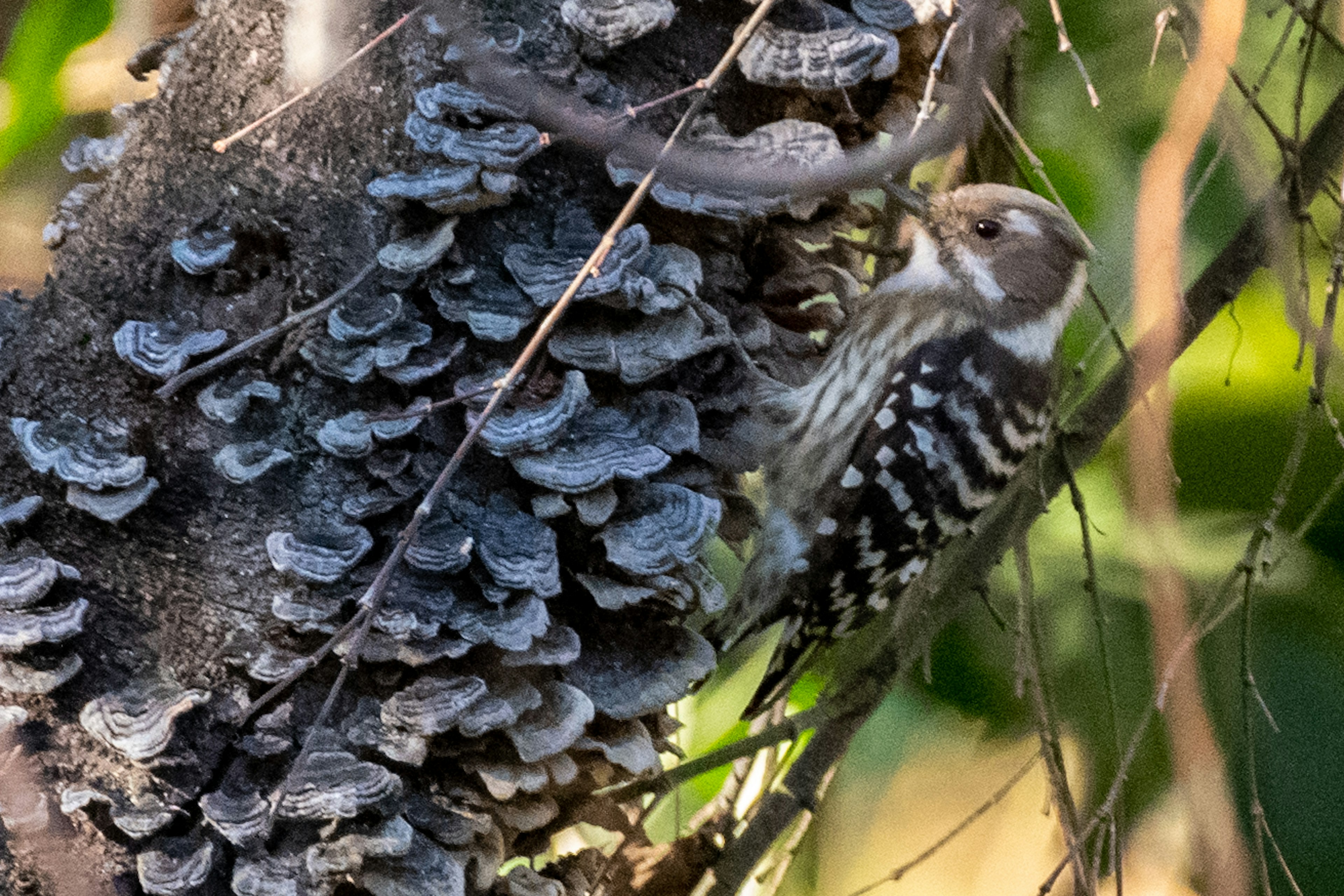 Un pequeño pájaro en un tronco de árbol con hongos similares a musgo