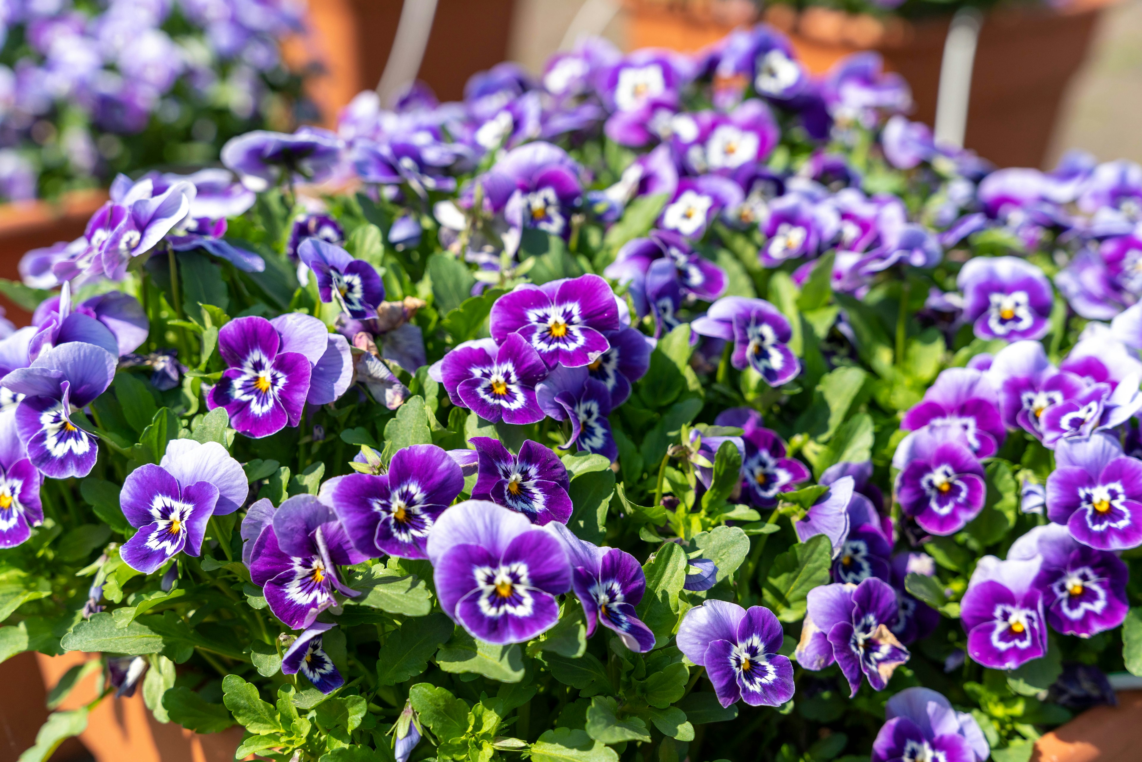 A vibrant display of purple pansy flowers in pots