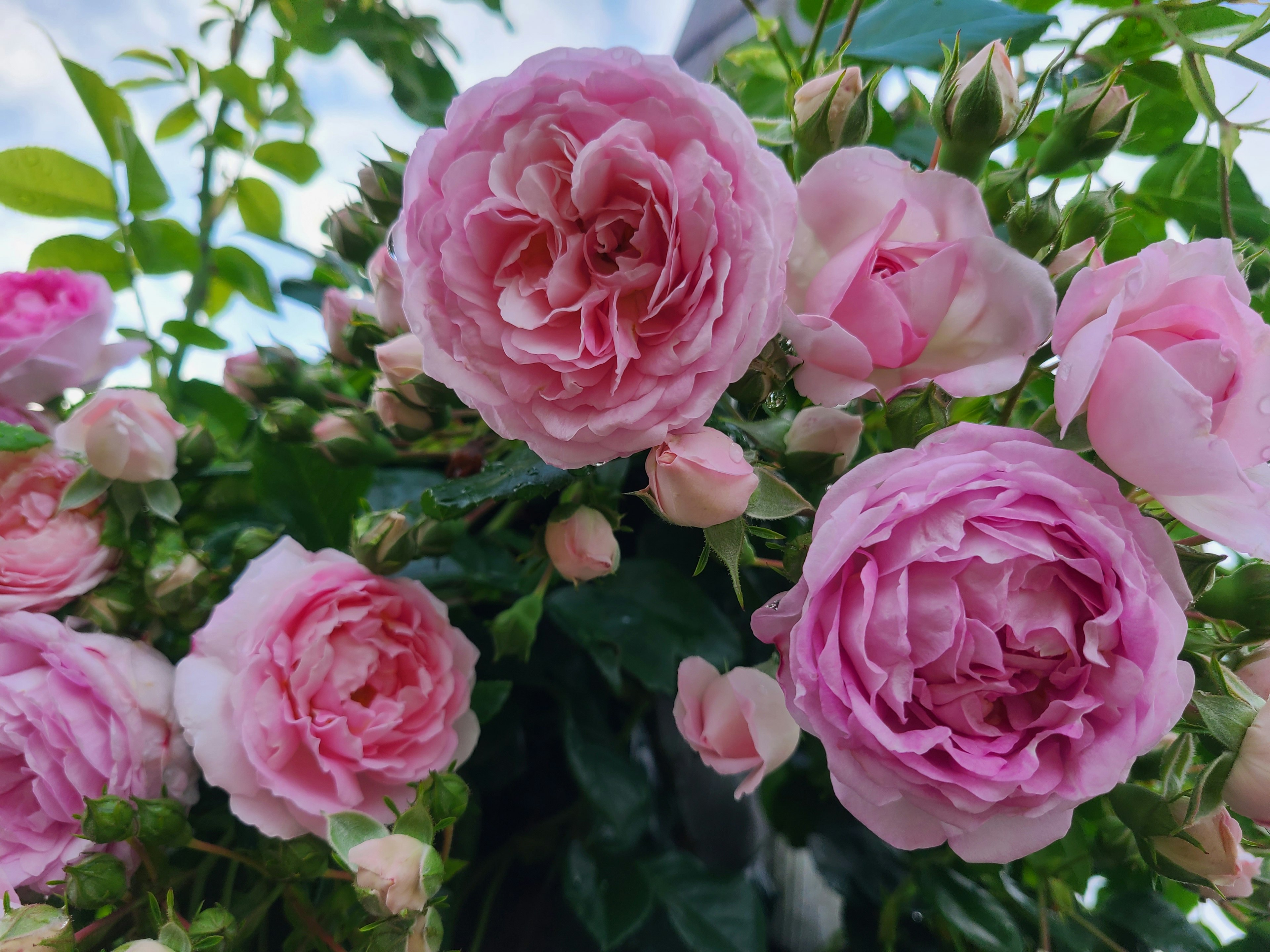 Beautiful pink roses blooming with lush green leaves