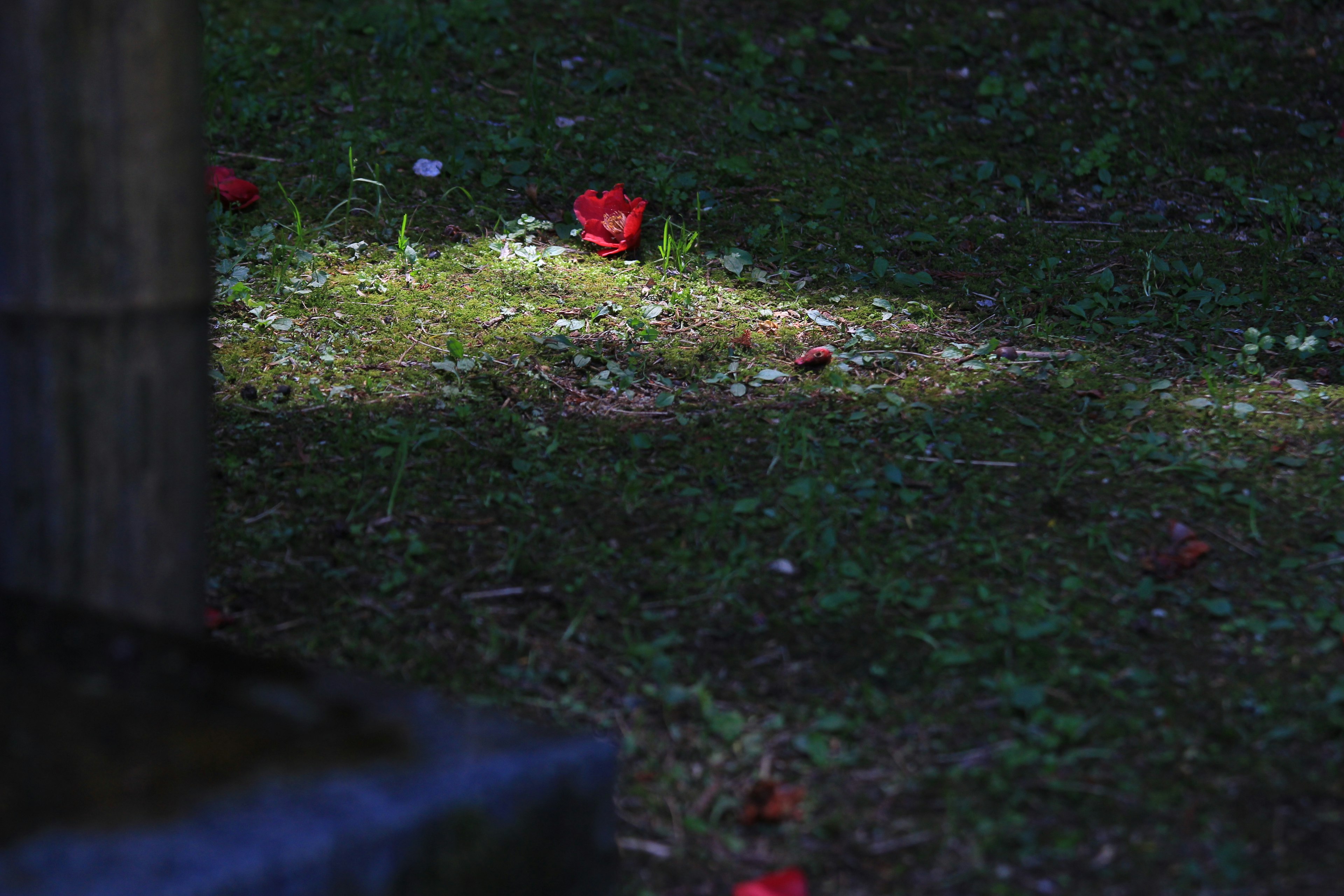 Pétales de fleurs rouges éparpillés sur de l'herbe verte dans un endroit faiblement éclairé