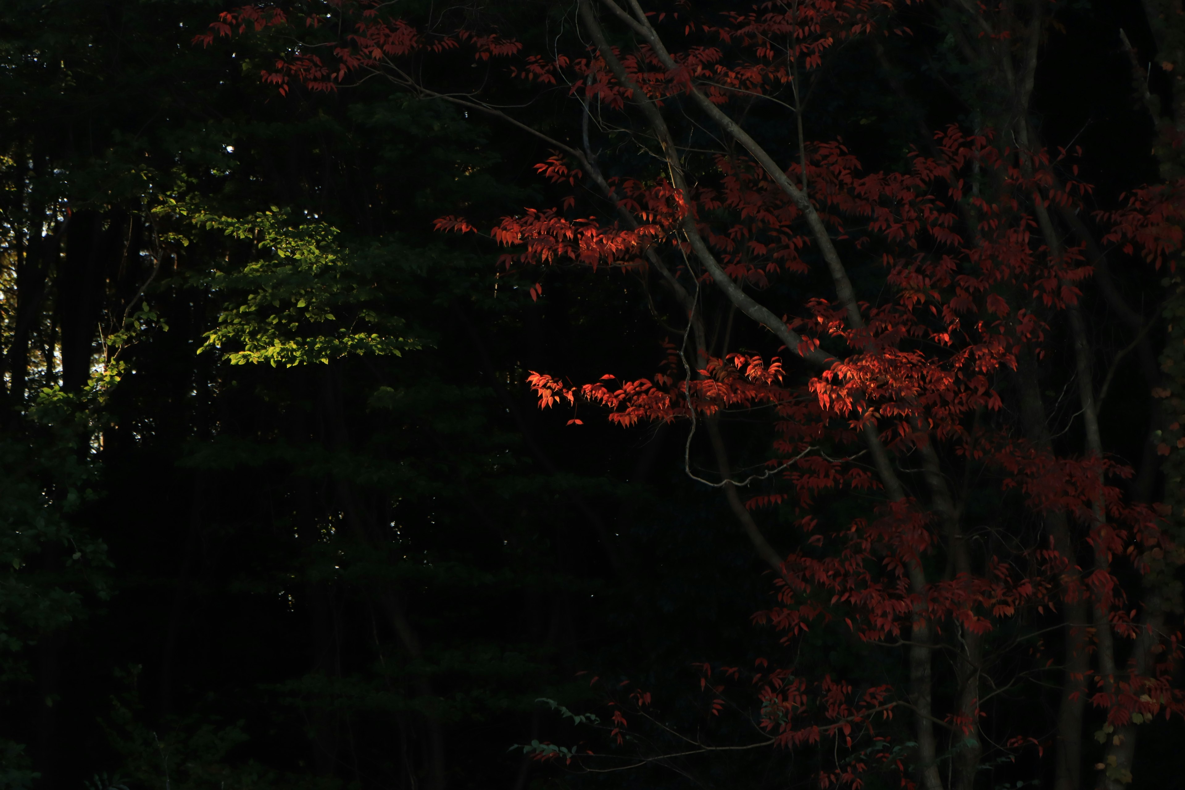 Árboles con hojas rojas vibrantes contra un fondo oscuro