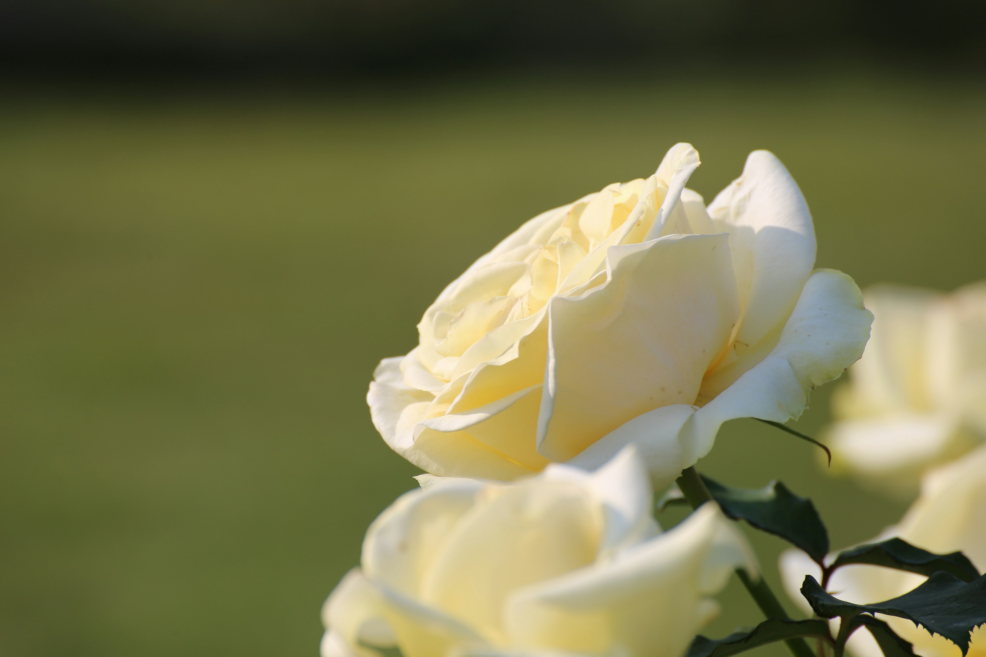 Primer plano de rosas amarillas pálidas en un entorno natural