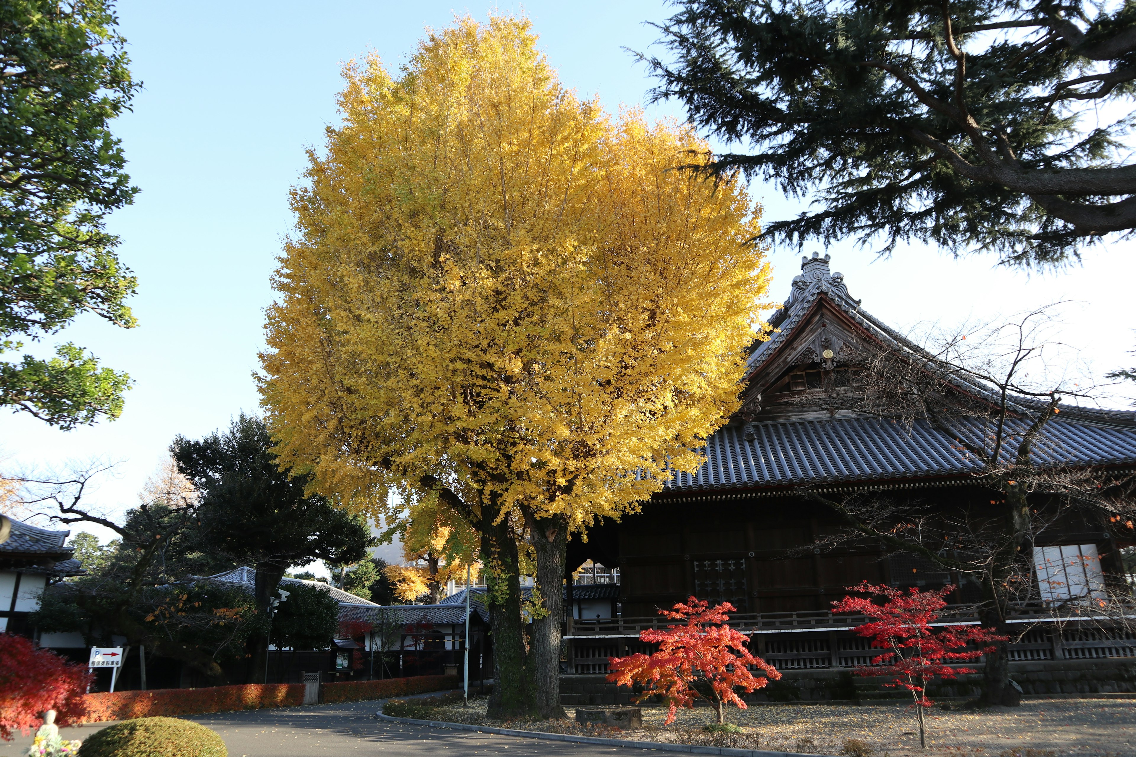 Pohon ginkgo yang indah di musim gugur dengan bangunan Jepang tradisional