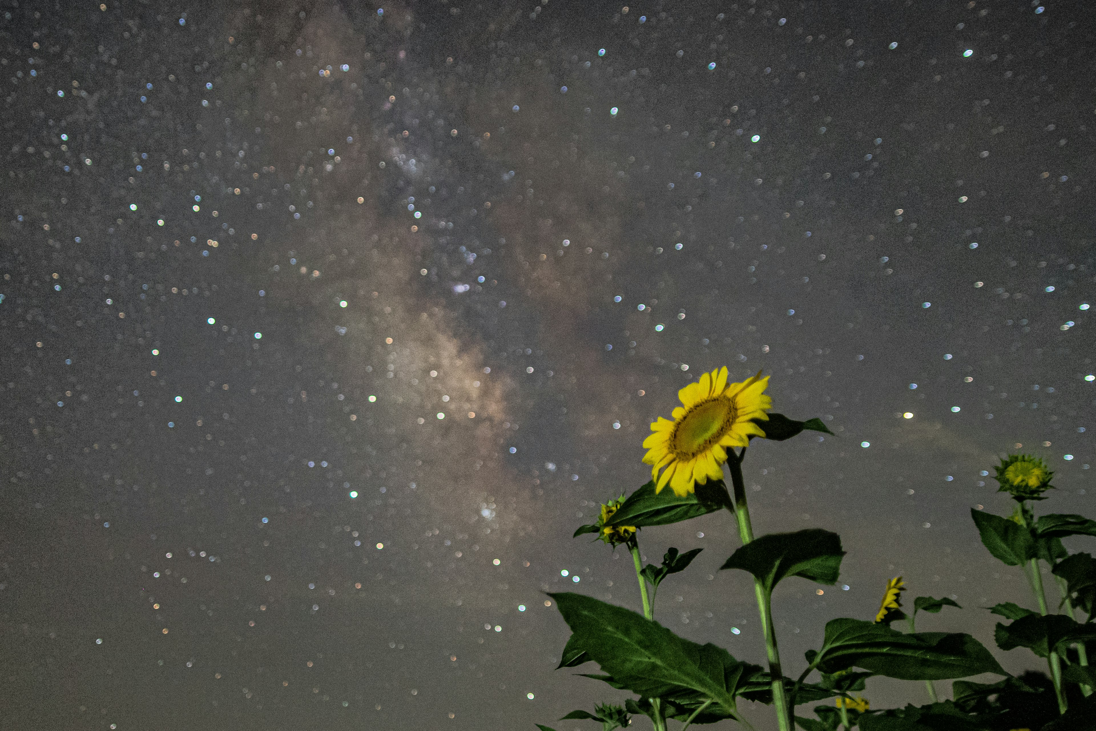 Girasol en primer plano con la Vía Láctea y estrellas en el cielo nocturno