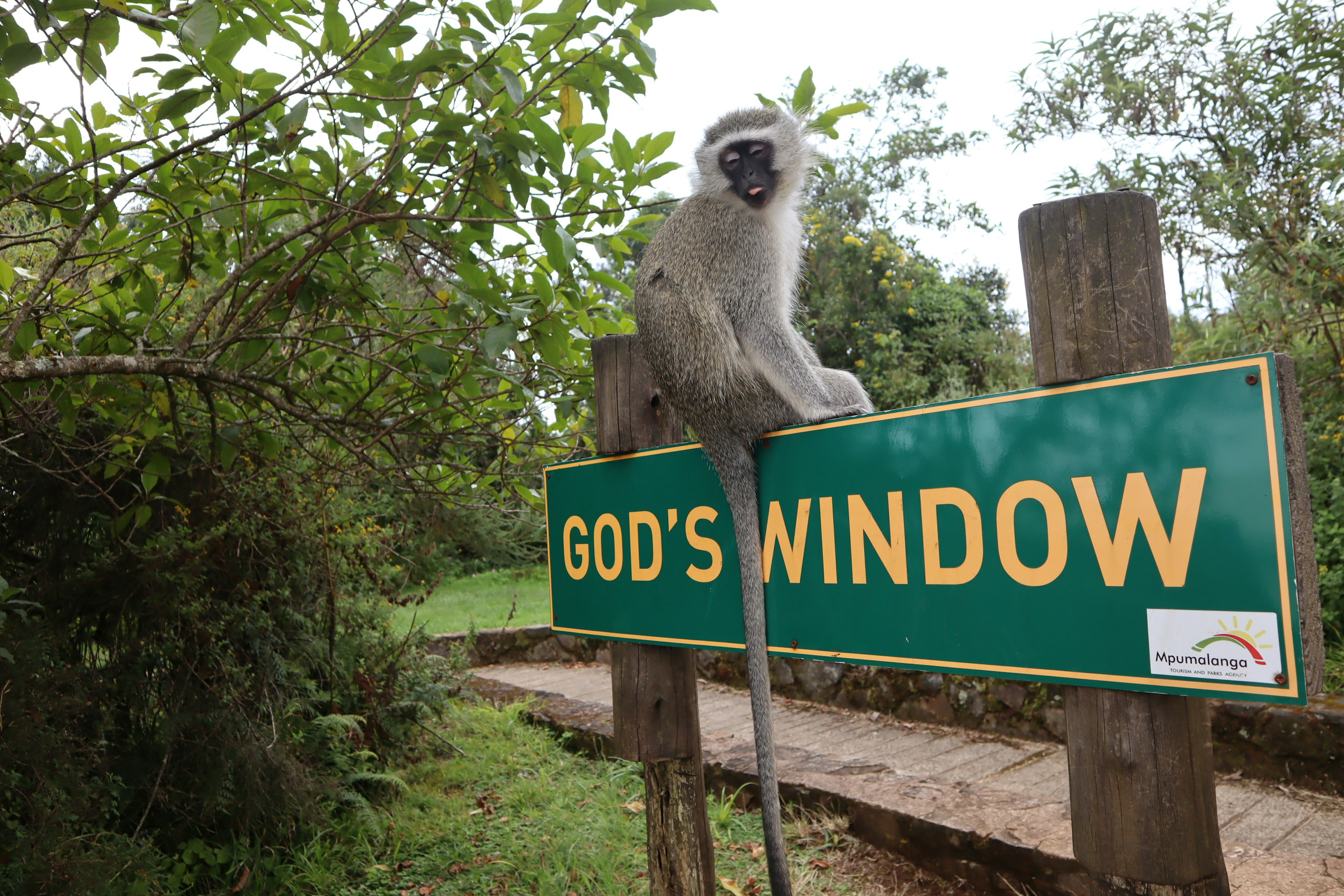 Ein Affe sitzt auf einem Schild von God's Window