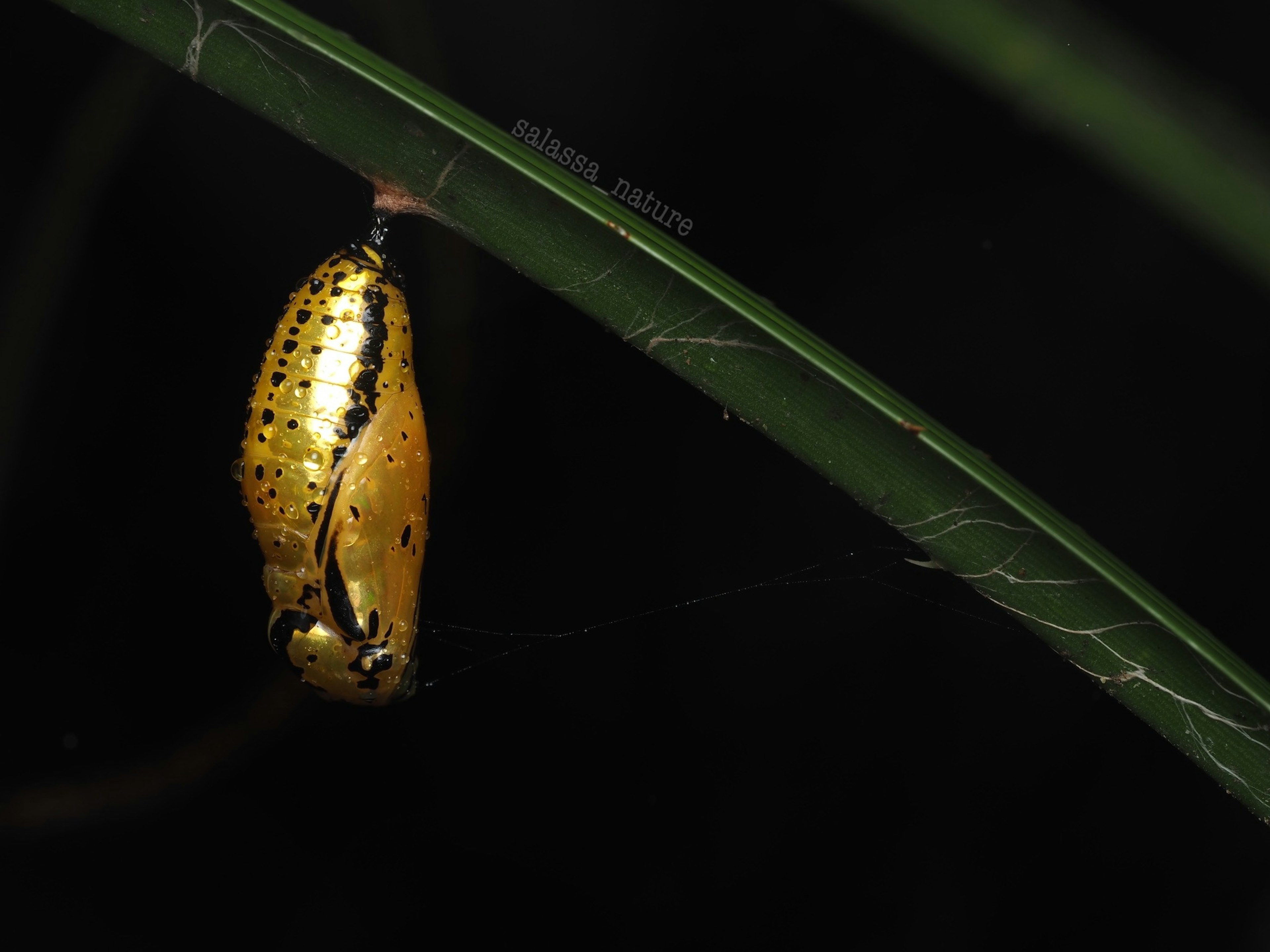 Gold chrysalis hanging on a green leaf against a dark background