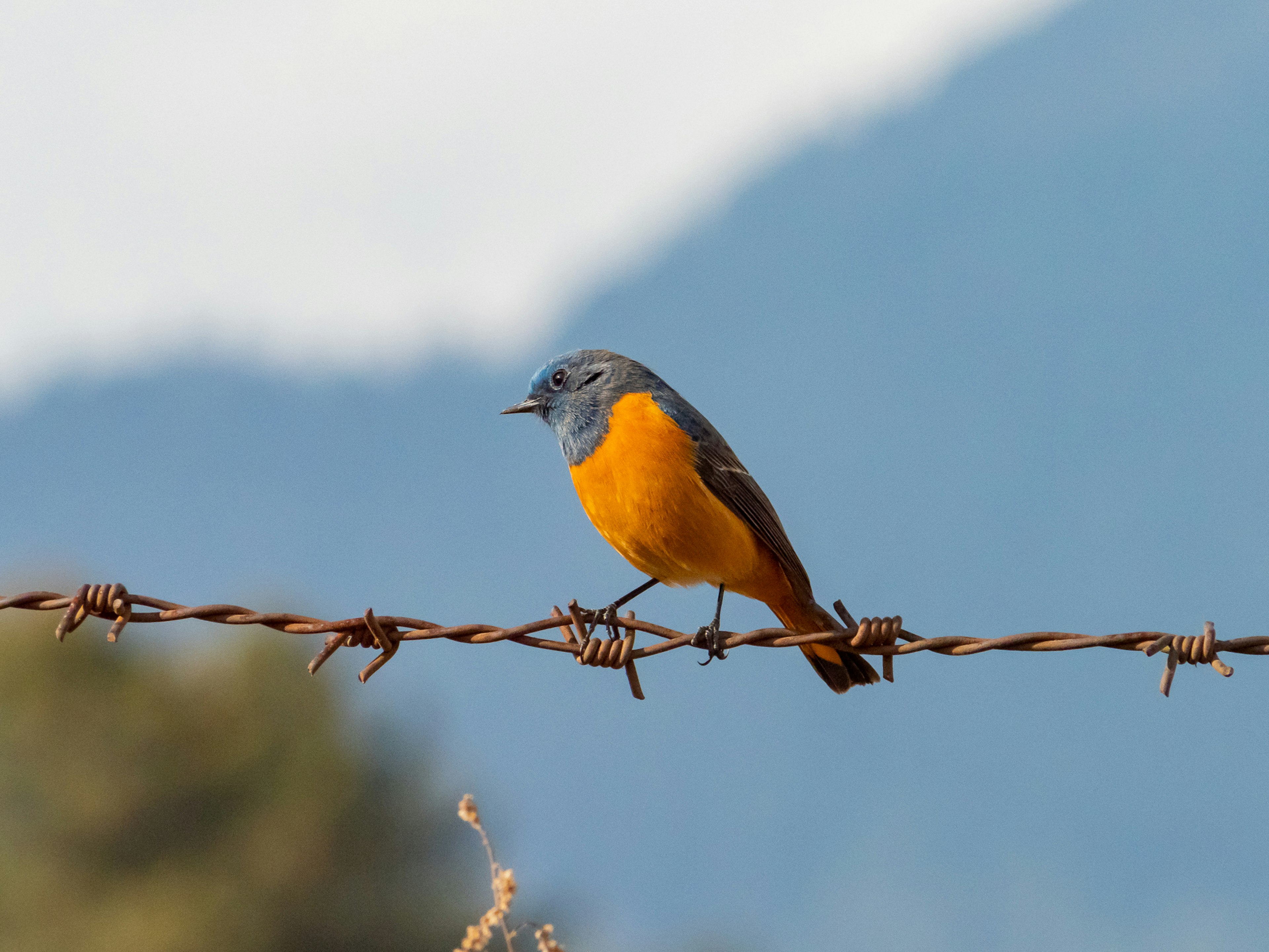 A small bird with a blue head and orange chest perched on barbed wire