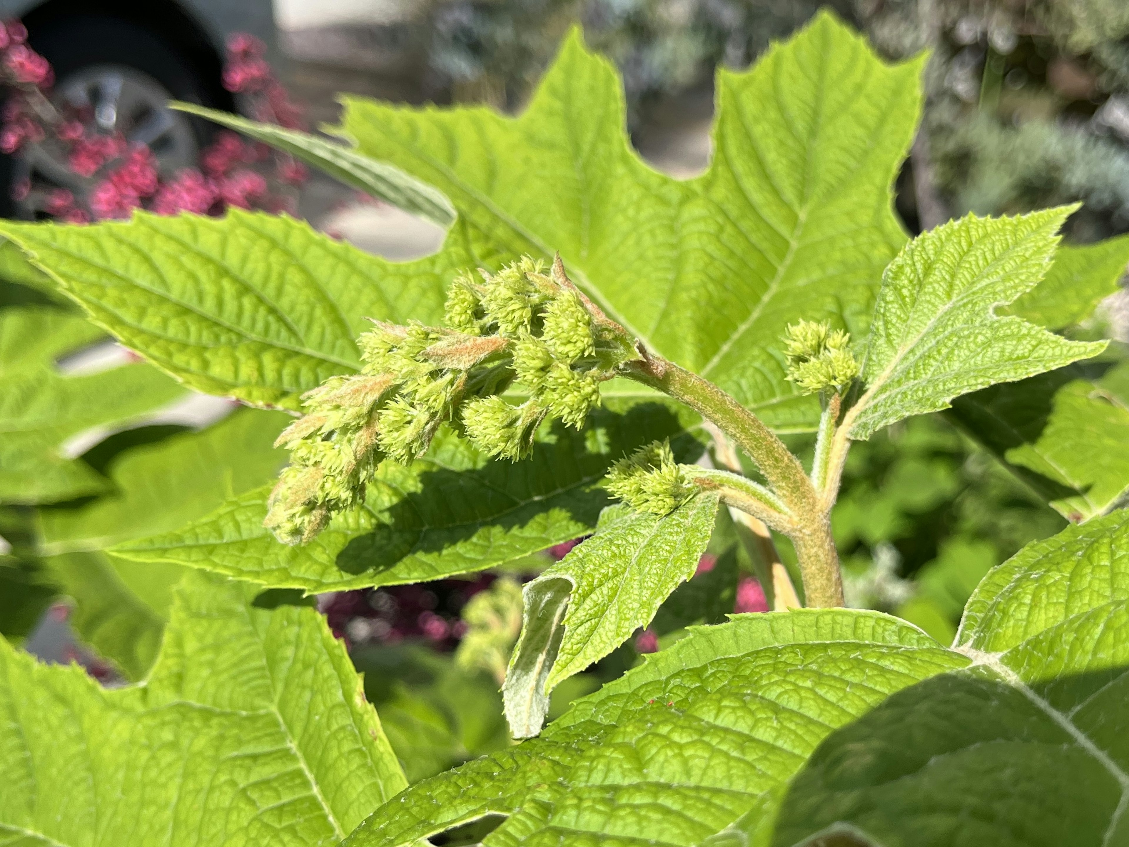 Primer plano de una planta con hojas verdes y nuevos brotes de flores