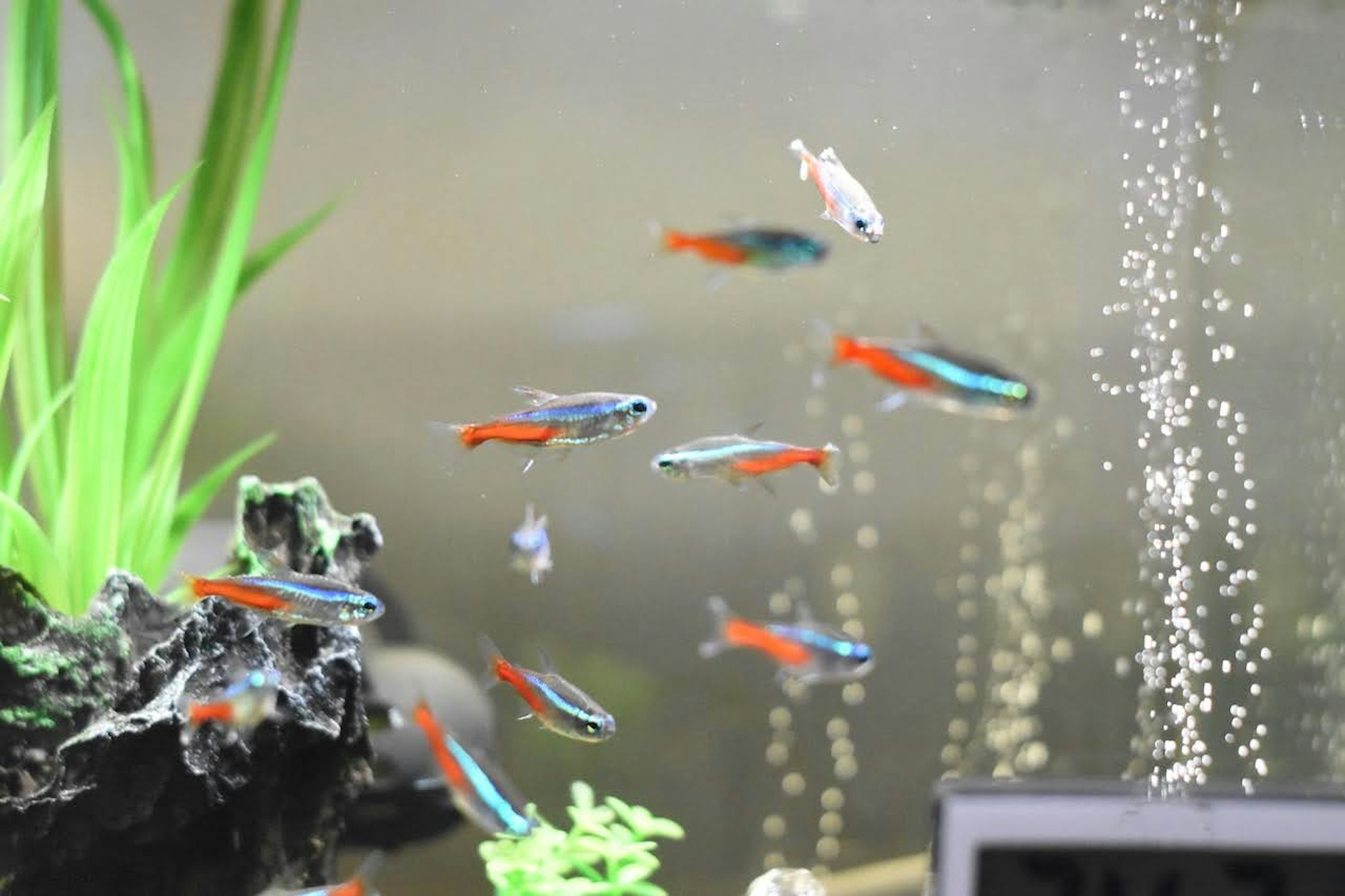 Peces tropicales coloridos nadando en un acuario con plantas acuáticas