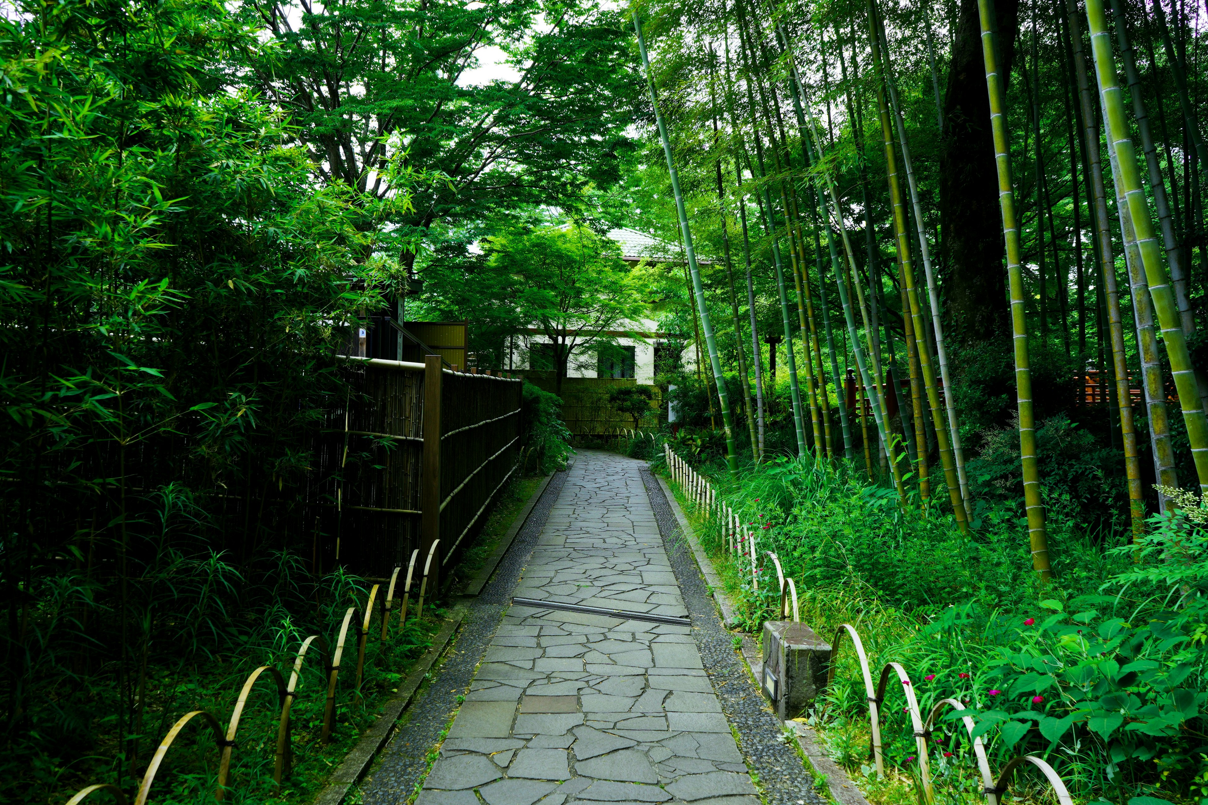 Lush path surrounded by bamboo and greenery