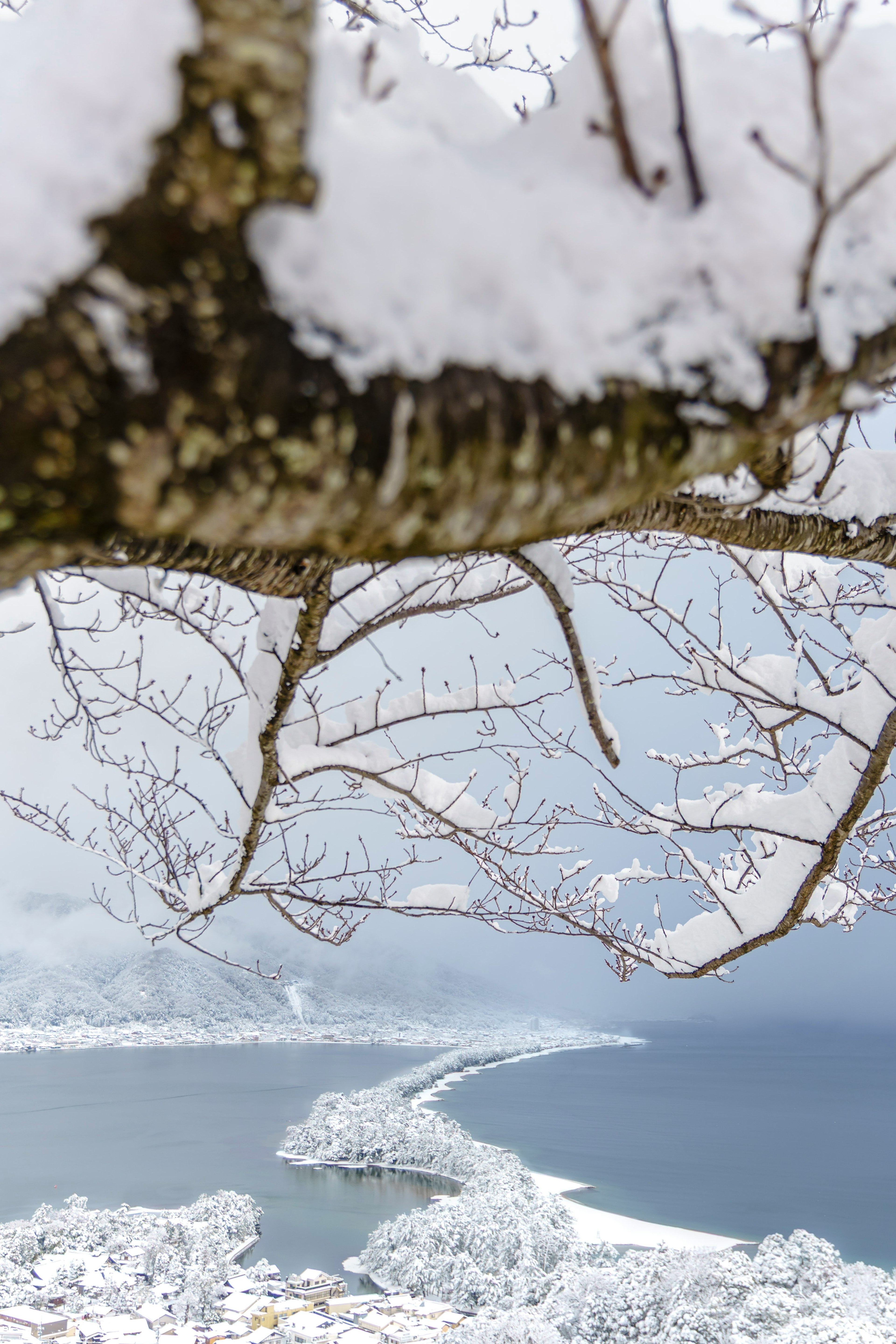 Ramas de árbol cubiertas de nieve con vista a un lago y una costa sinuosa