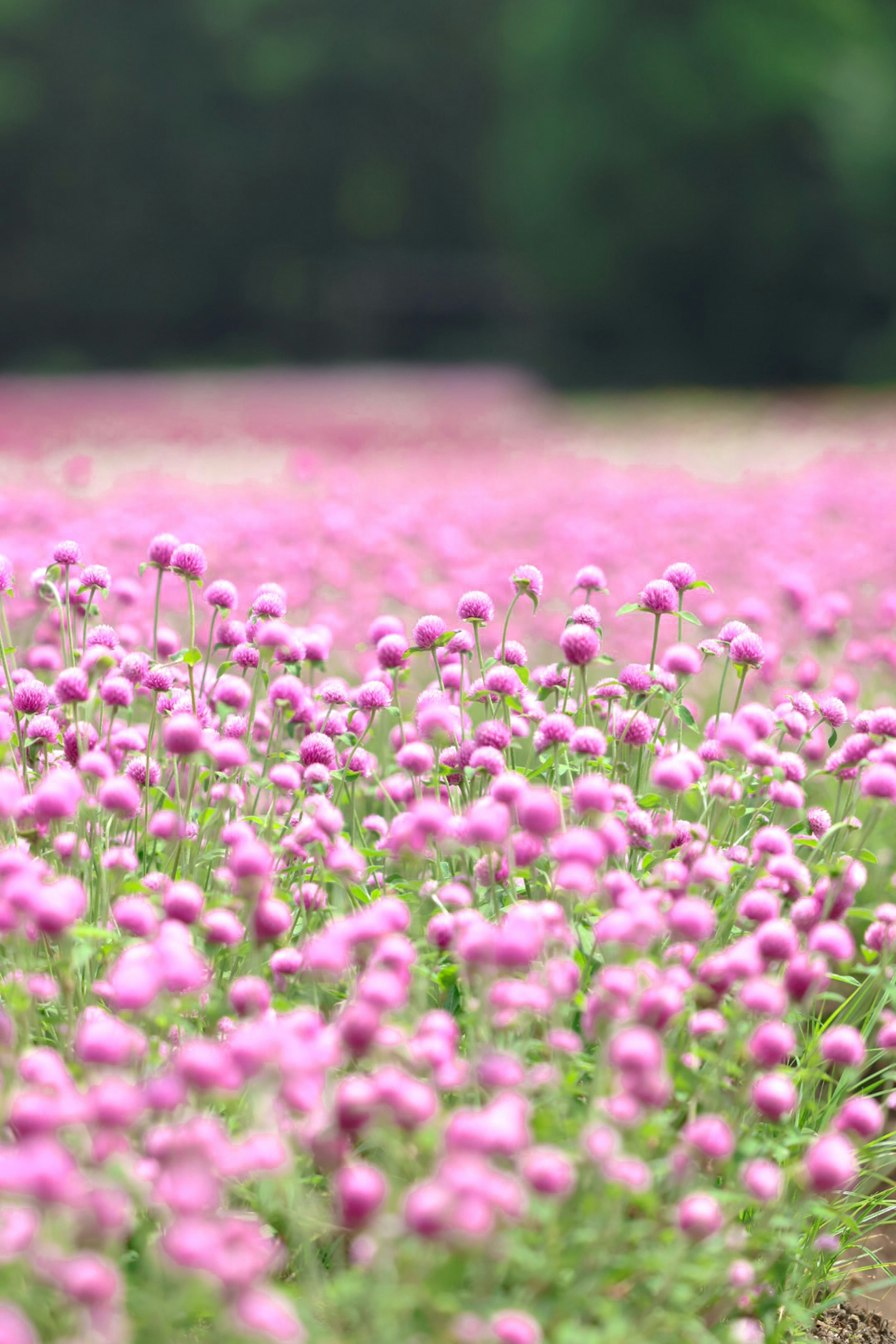 ピンクの花が咲き乱れる広い野原の風景