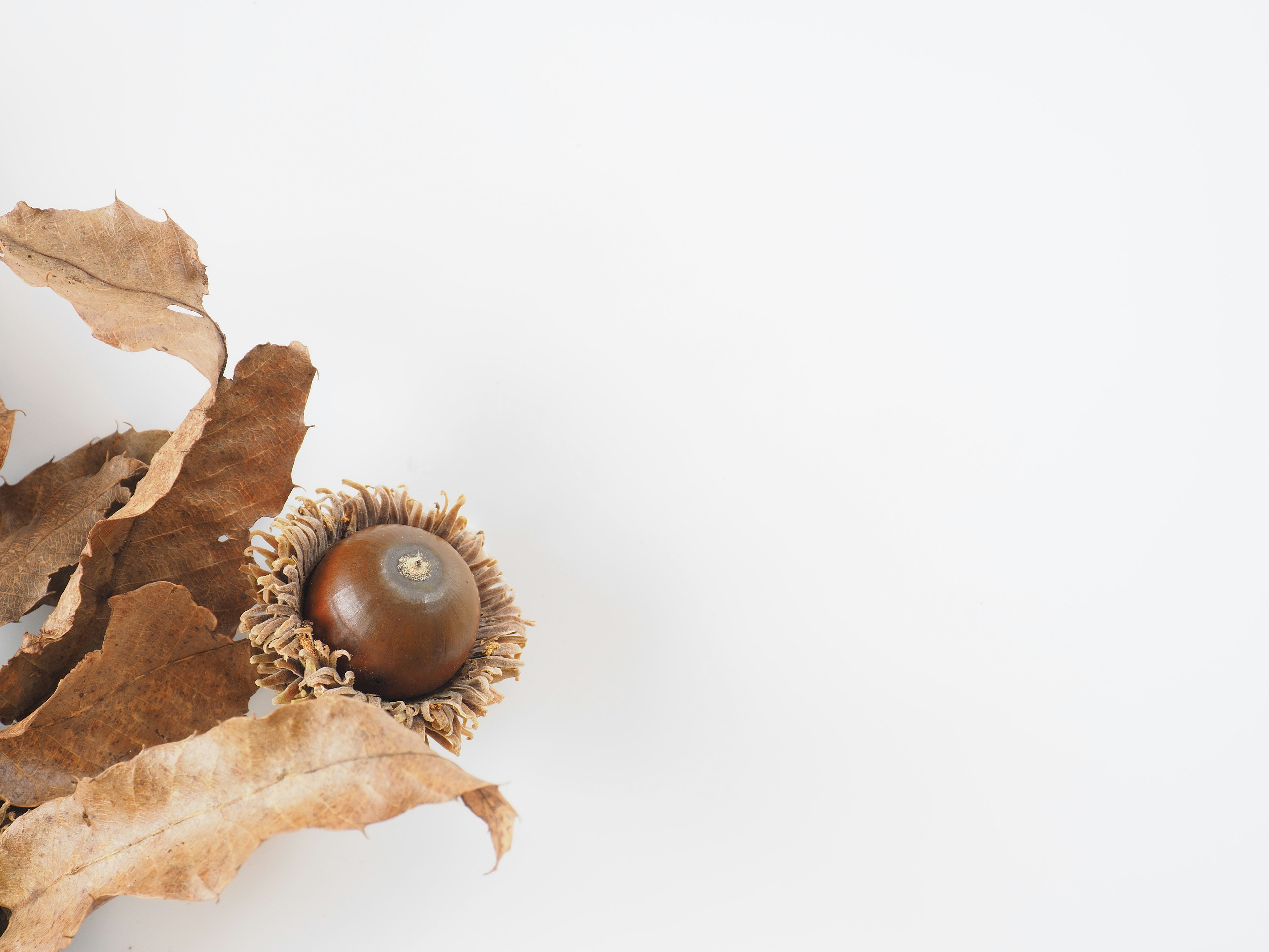 Des feuilles sèches et un gland disposés sur un fond blanc