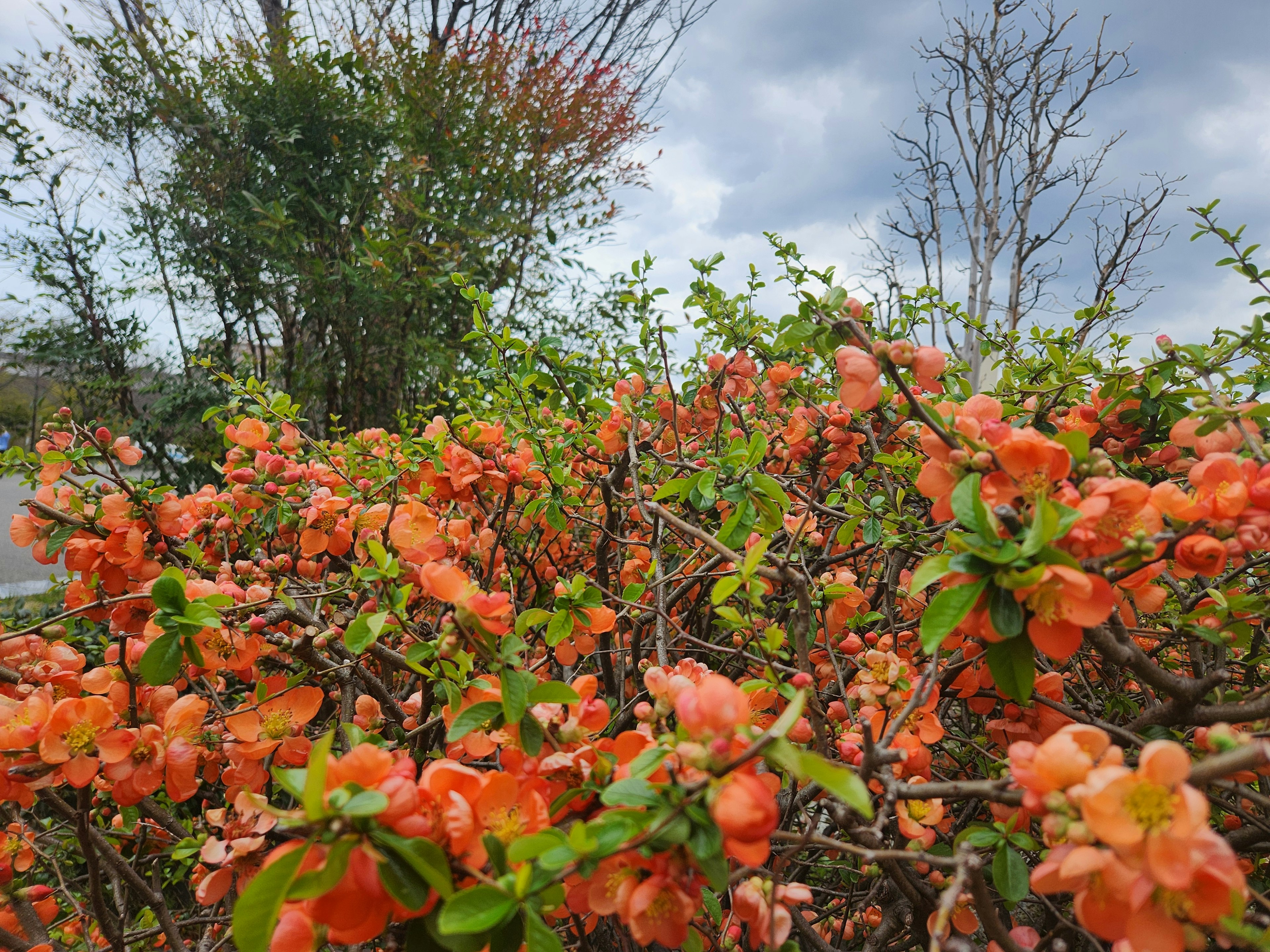 Una vista cercana de flores naranjas en un arbusto