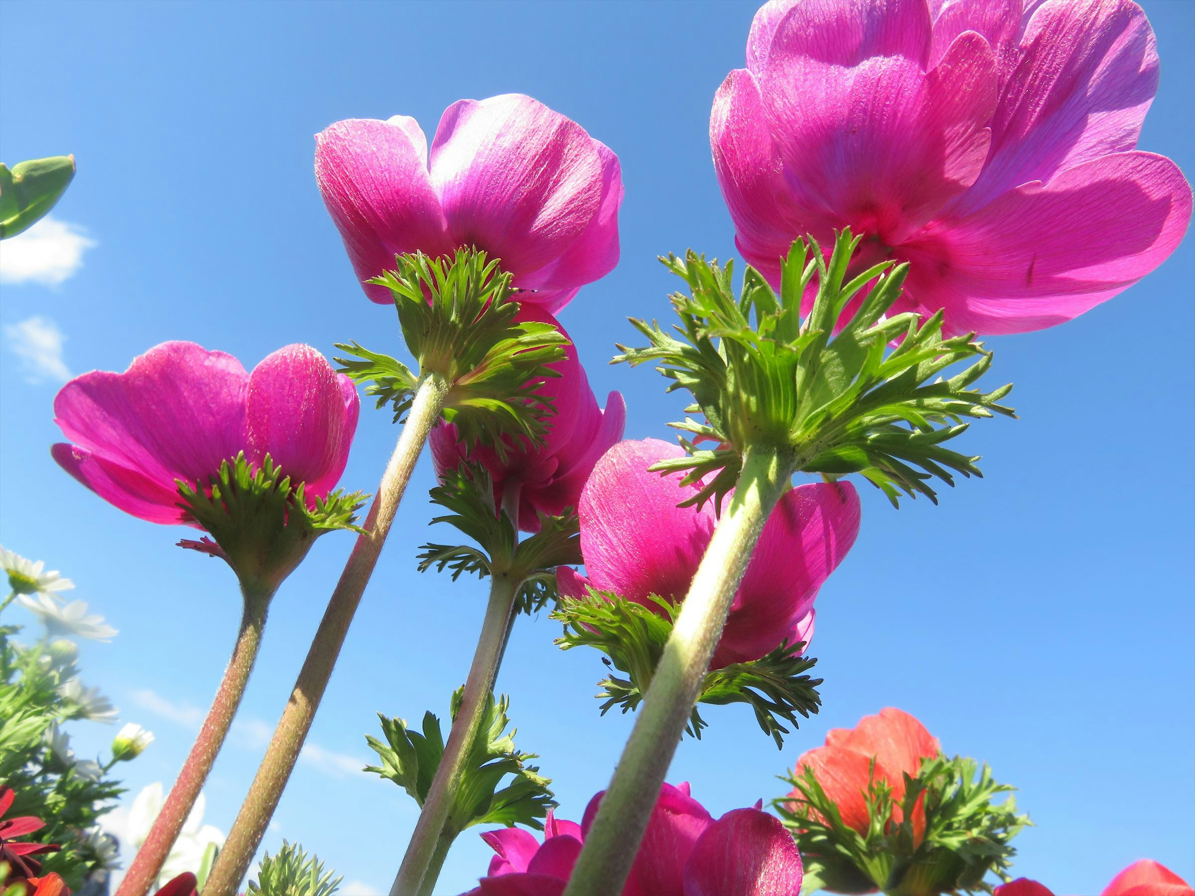 Un groupe de fleurs roses vives sous un ciel bleu