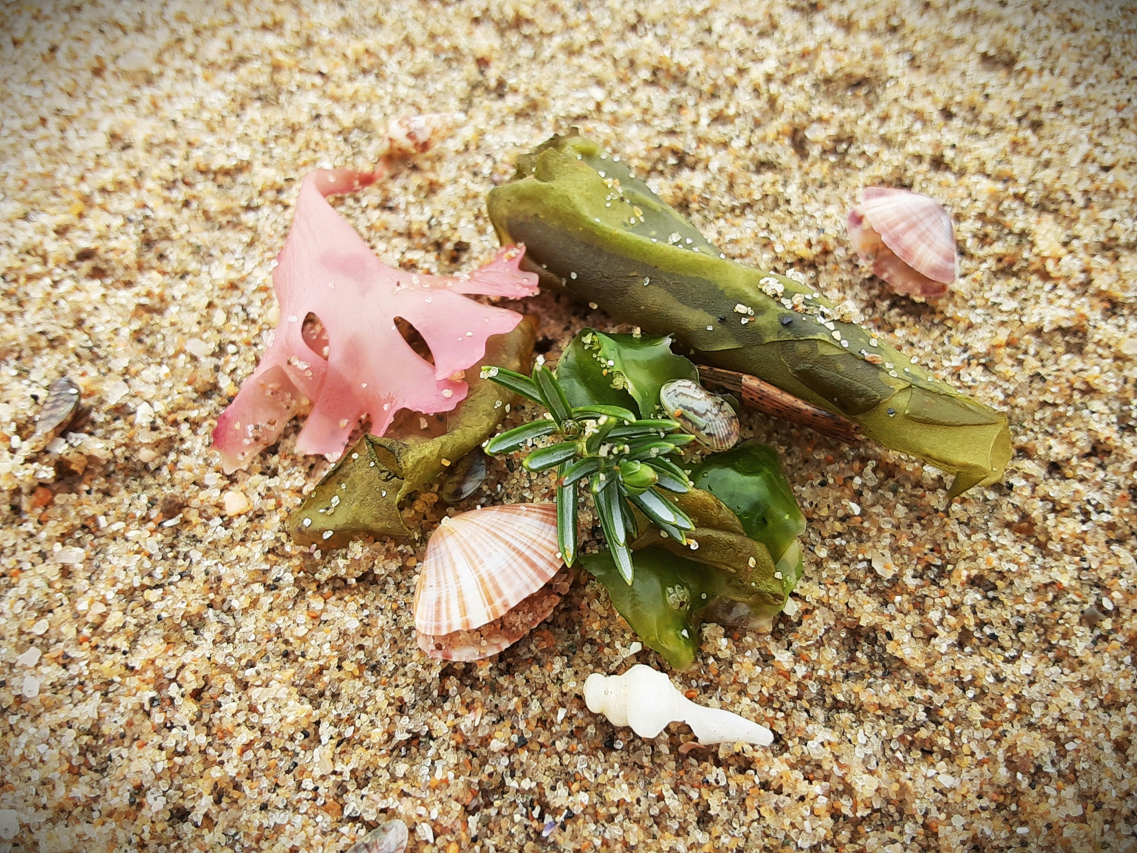 A collection of seaweed and seashells on the sandy beach