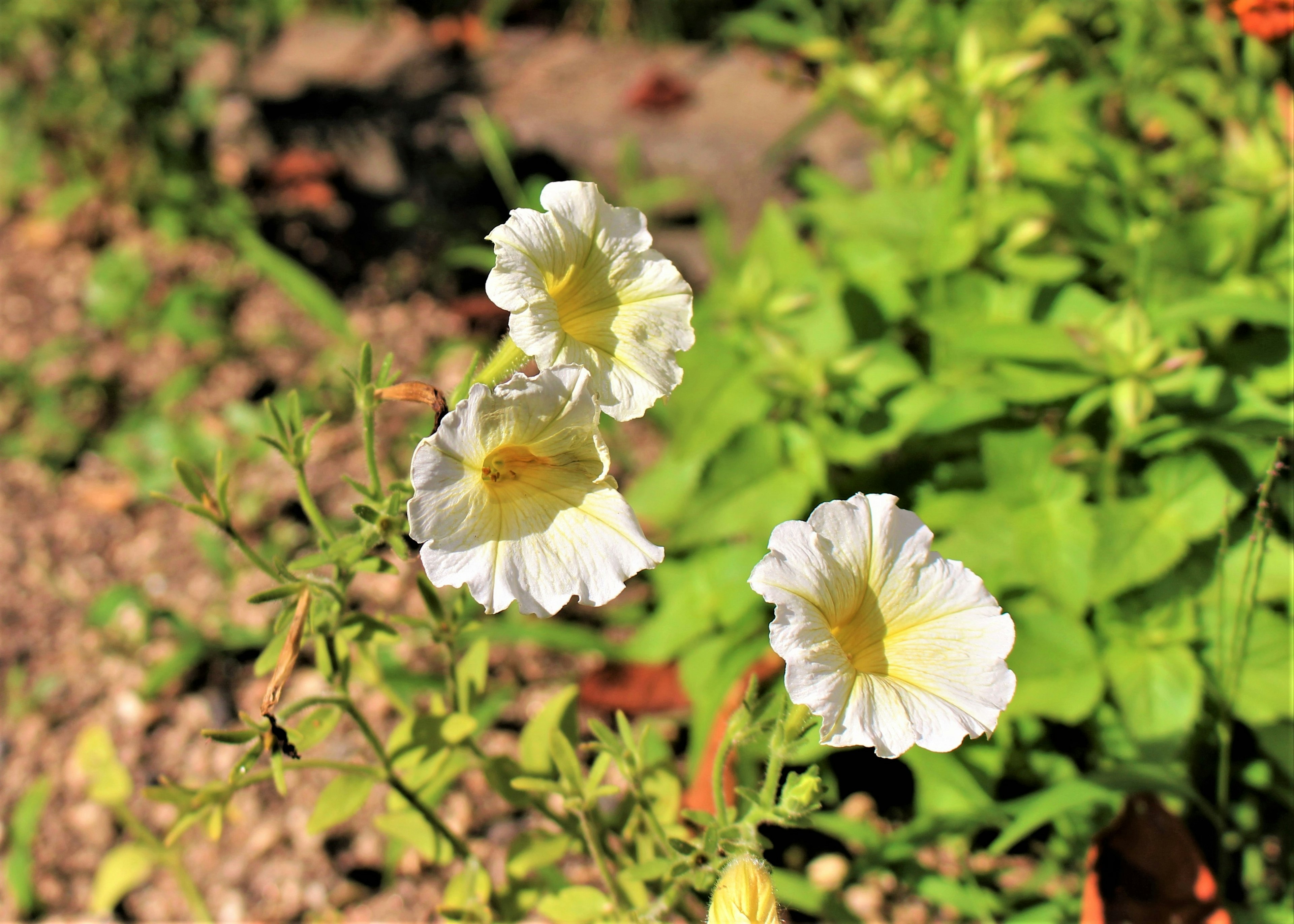 白い花が咲いている植物のクローズアップ