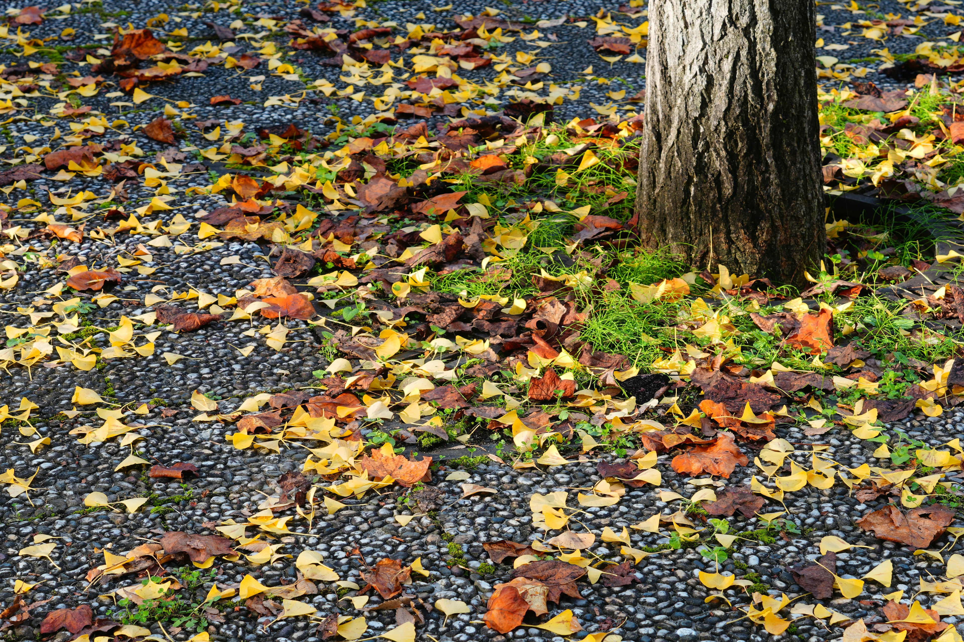 Foglie cadute colorate sparse sul terreno con muschio verde alla base di un albero